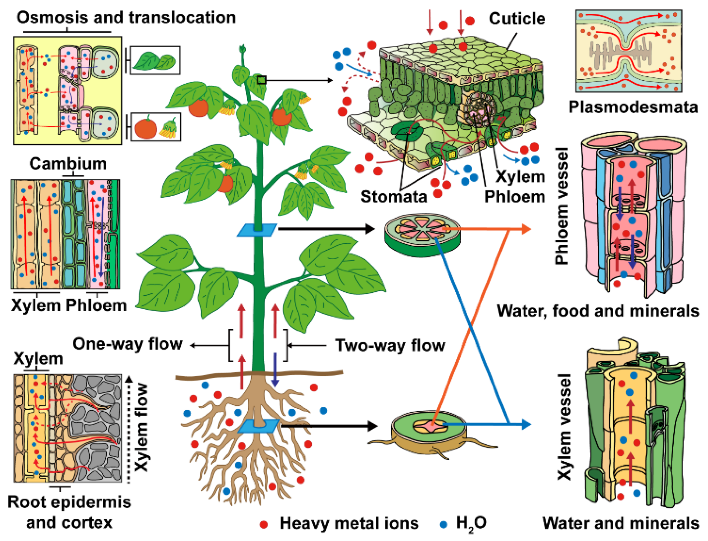 Materials 14 04734 g001 550