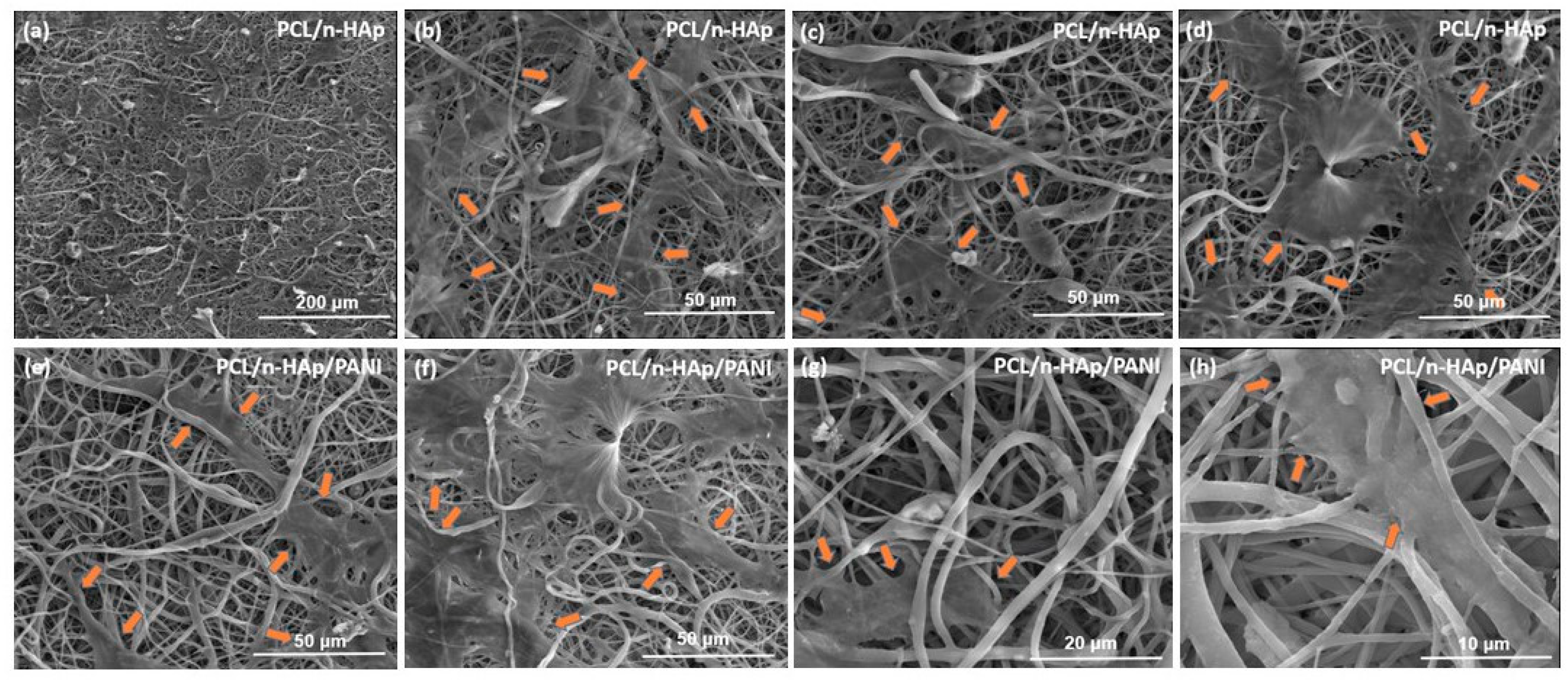 Materials 14 04837 g010 550