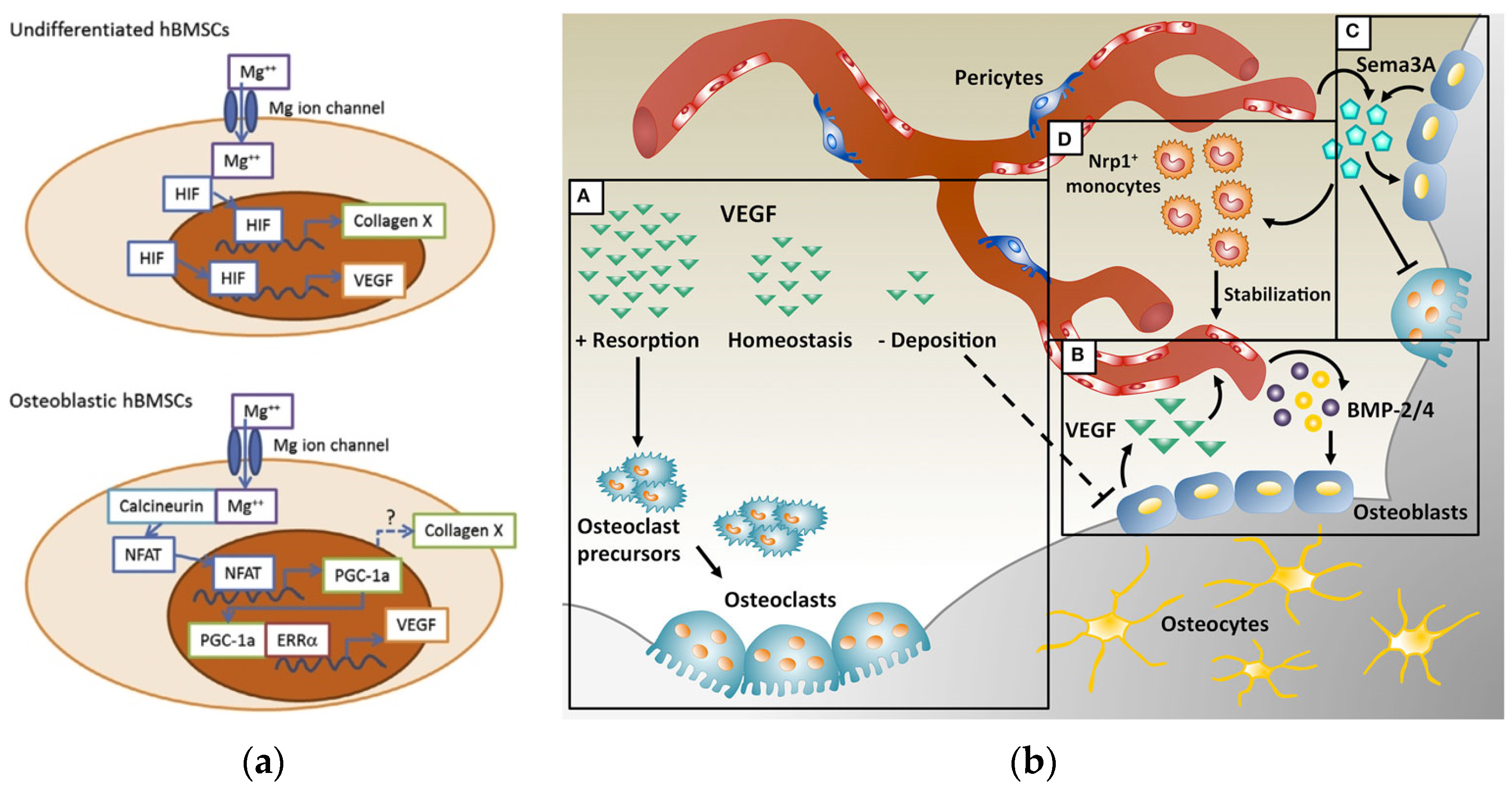 Resorbable Mg2+-Containing Phosphates for Bone Tissue Repair