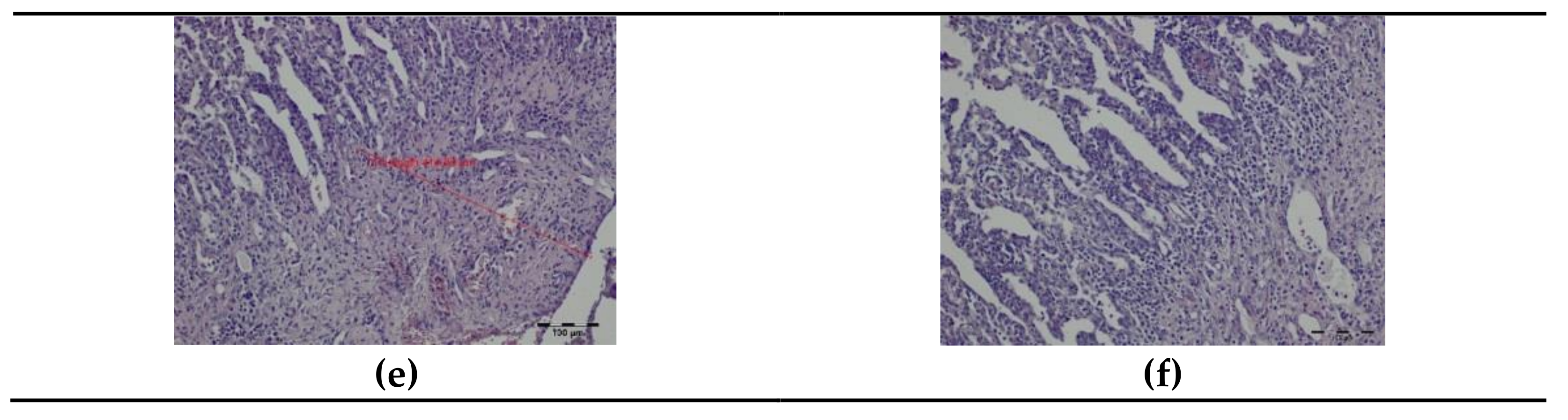 Materials 14 05457 g006b Materials 14 05457 g006b