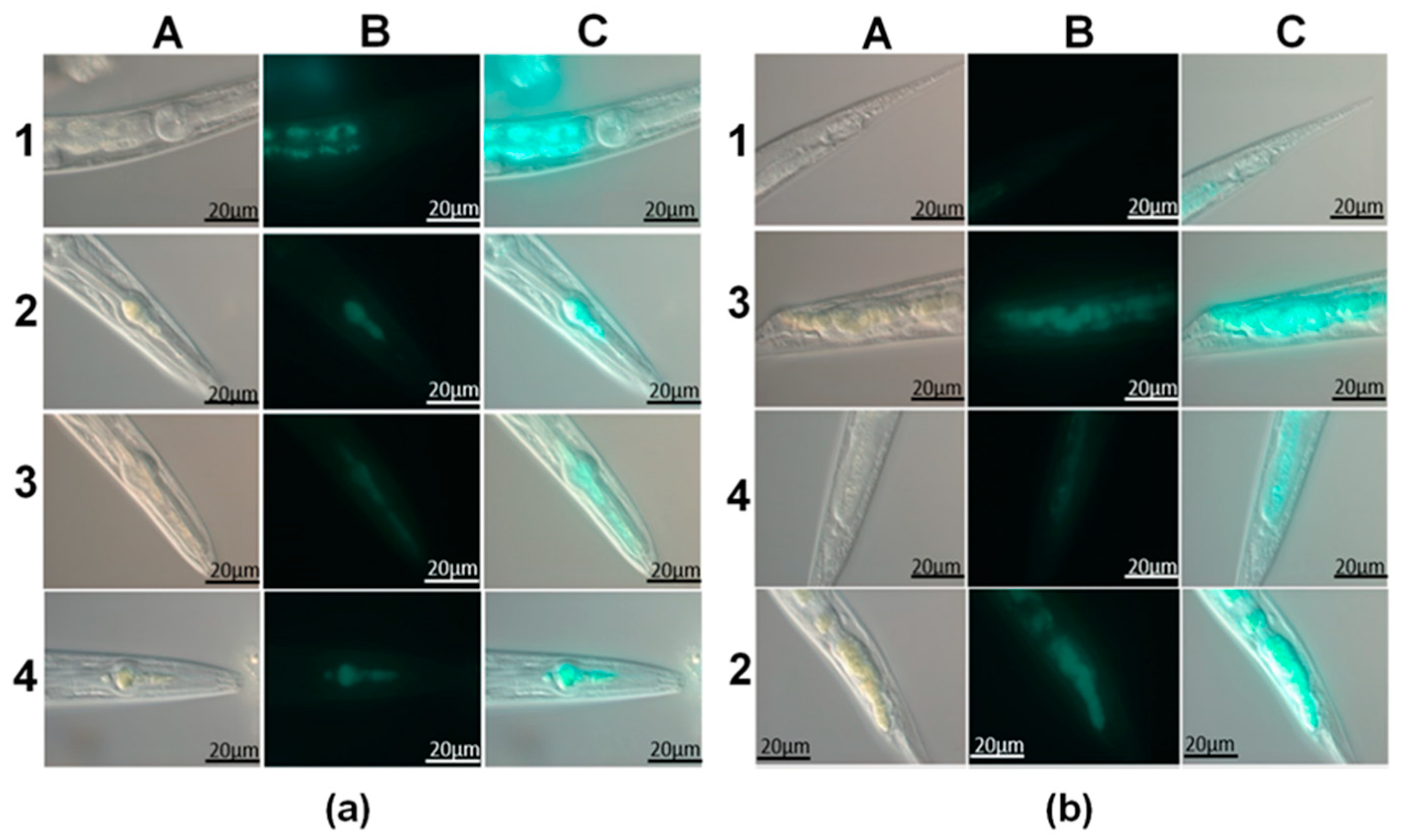 Materials 14 05469 g004 550