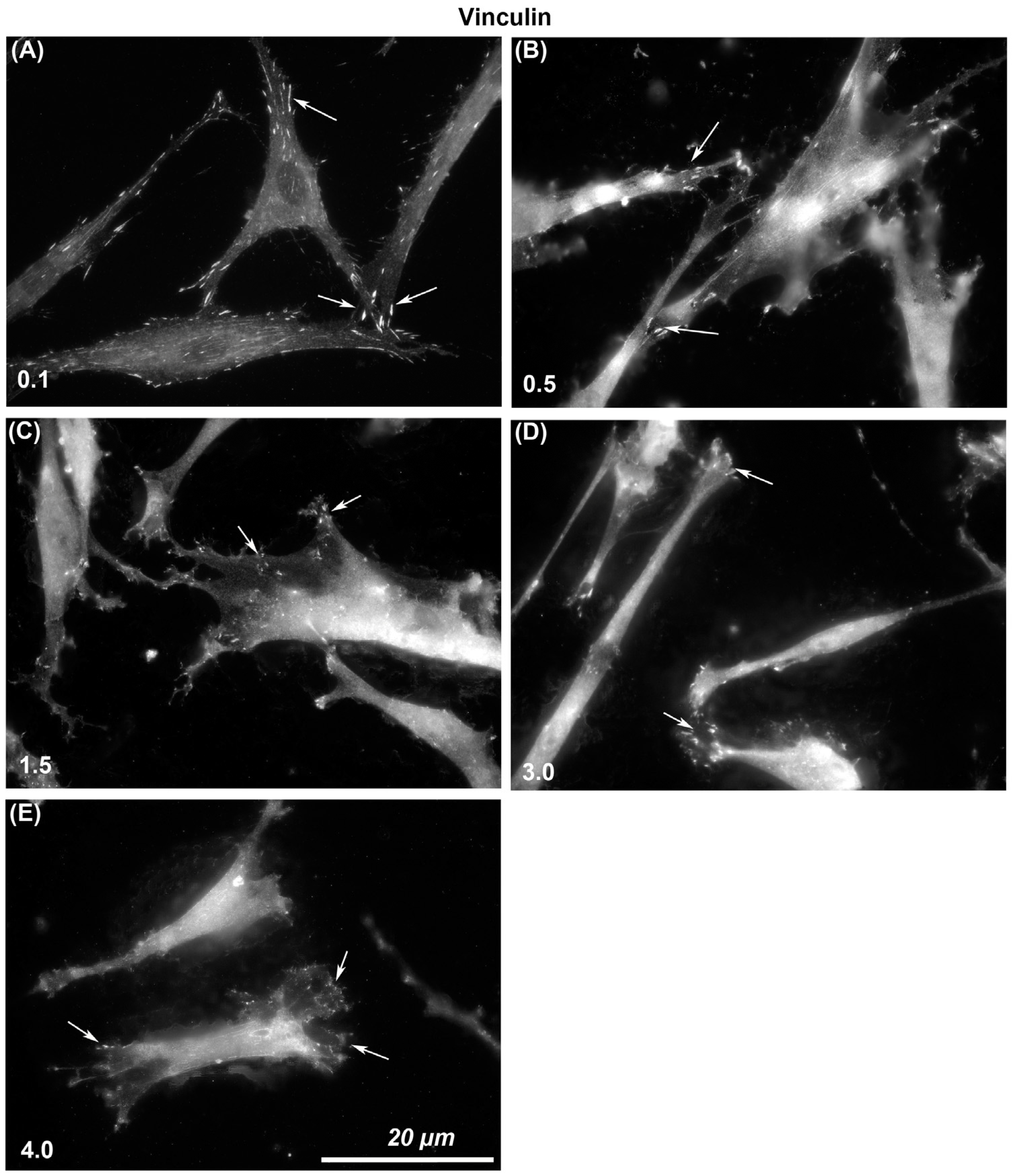 Materials 14 06447 g003
