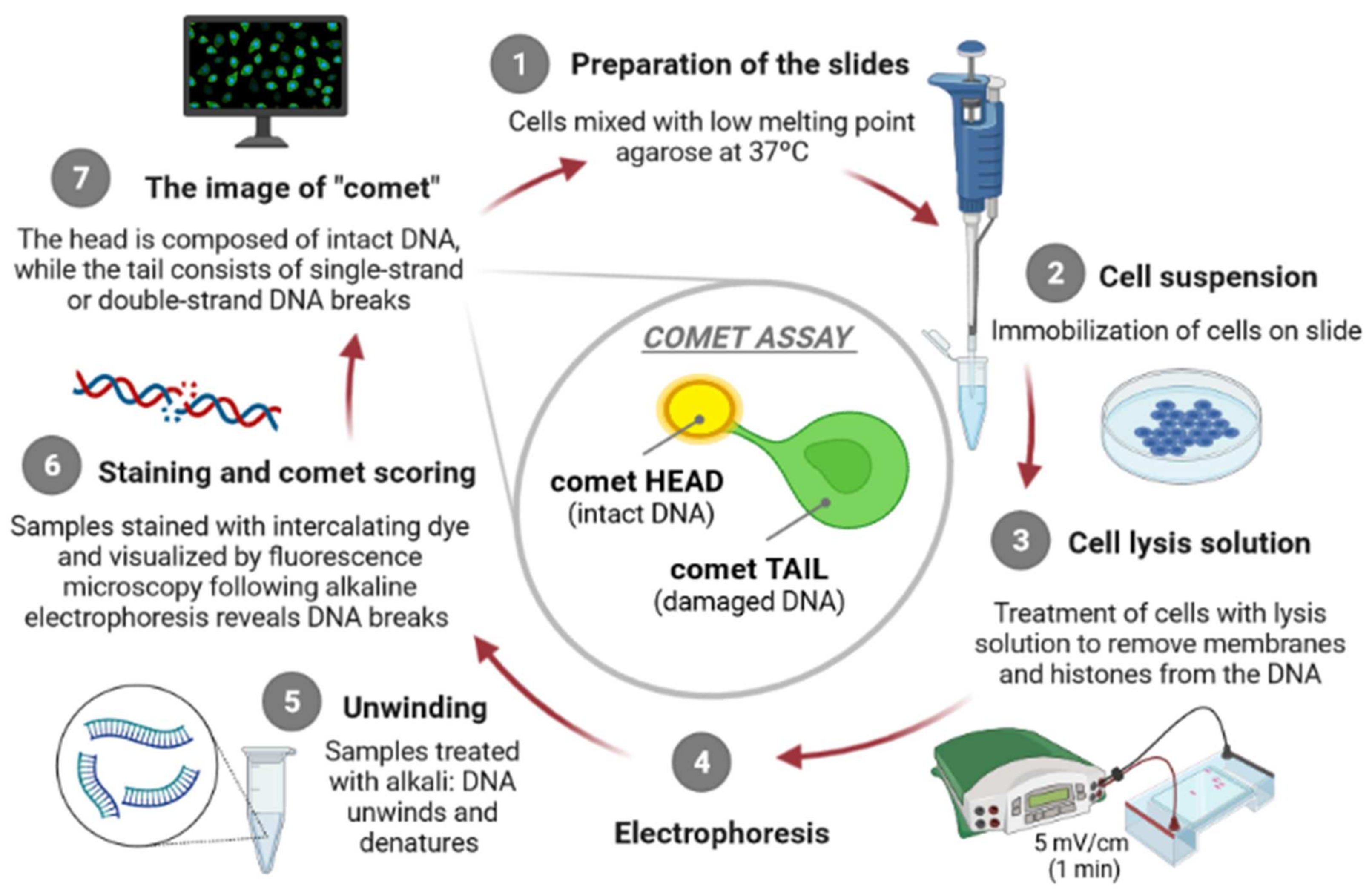 Materials Free FullText Genotoxicity Assessment of MetalBased