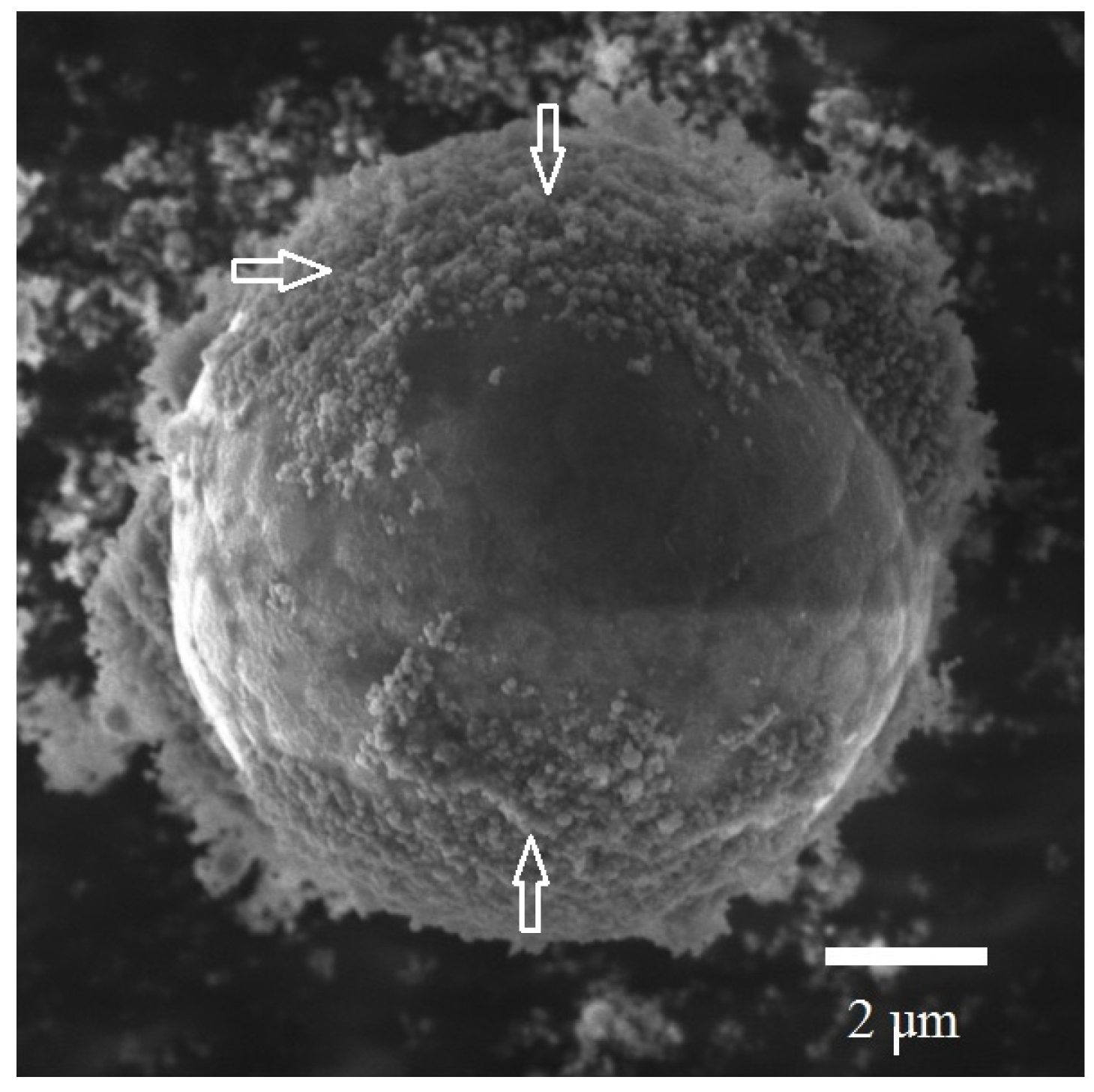 Materials 14 06602 g007 Materials 14 06602 g007