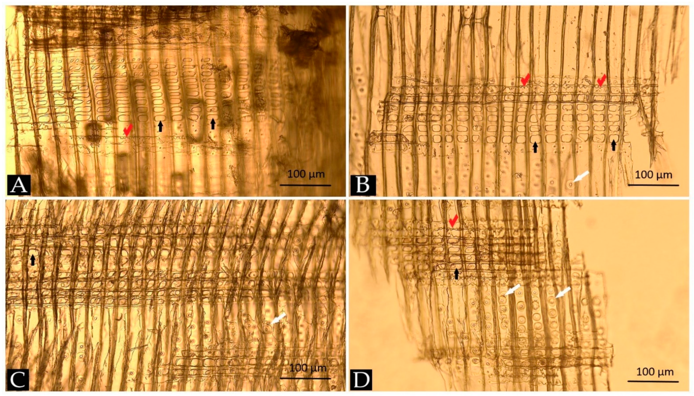 Materials 14 07632 g004