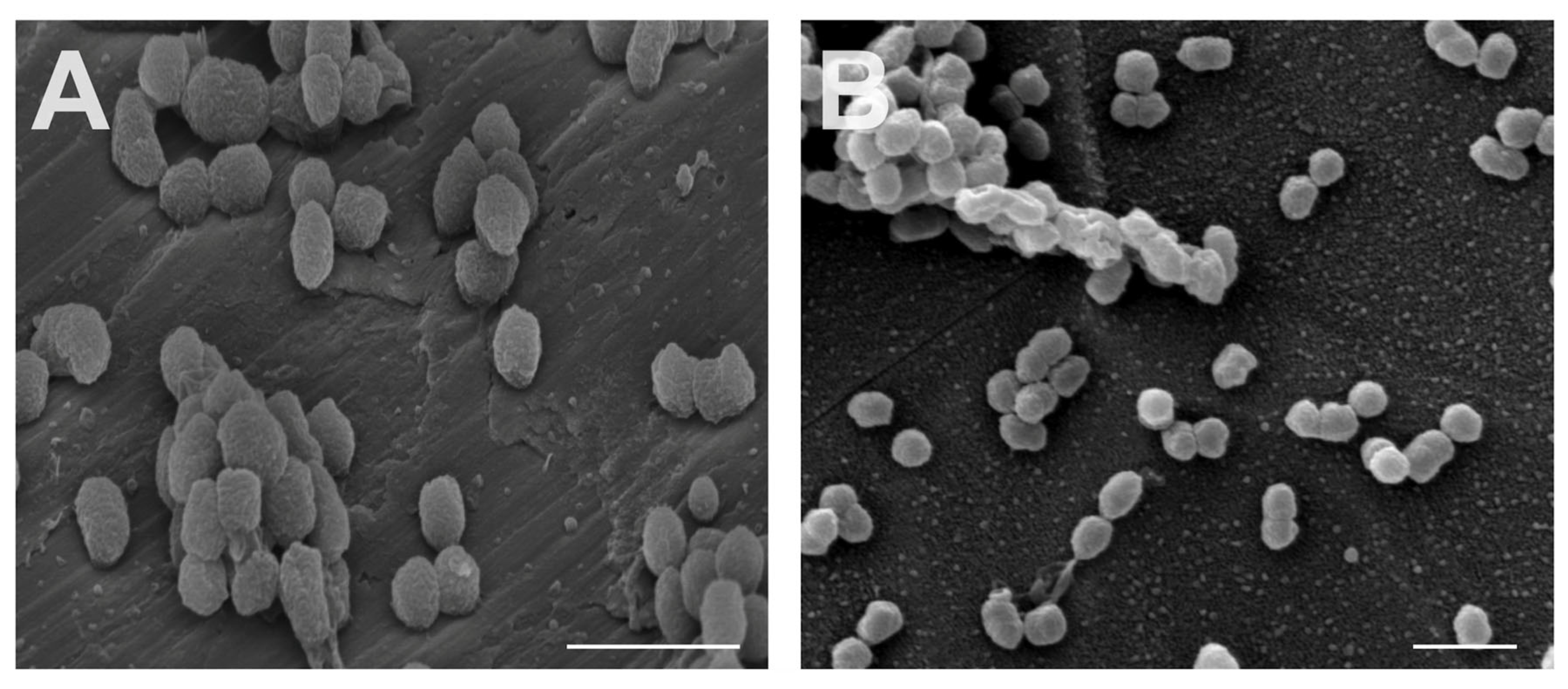 Materials 14 07686 g004