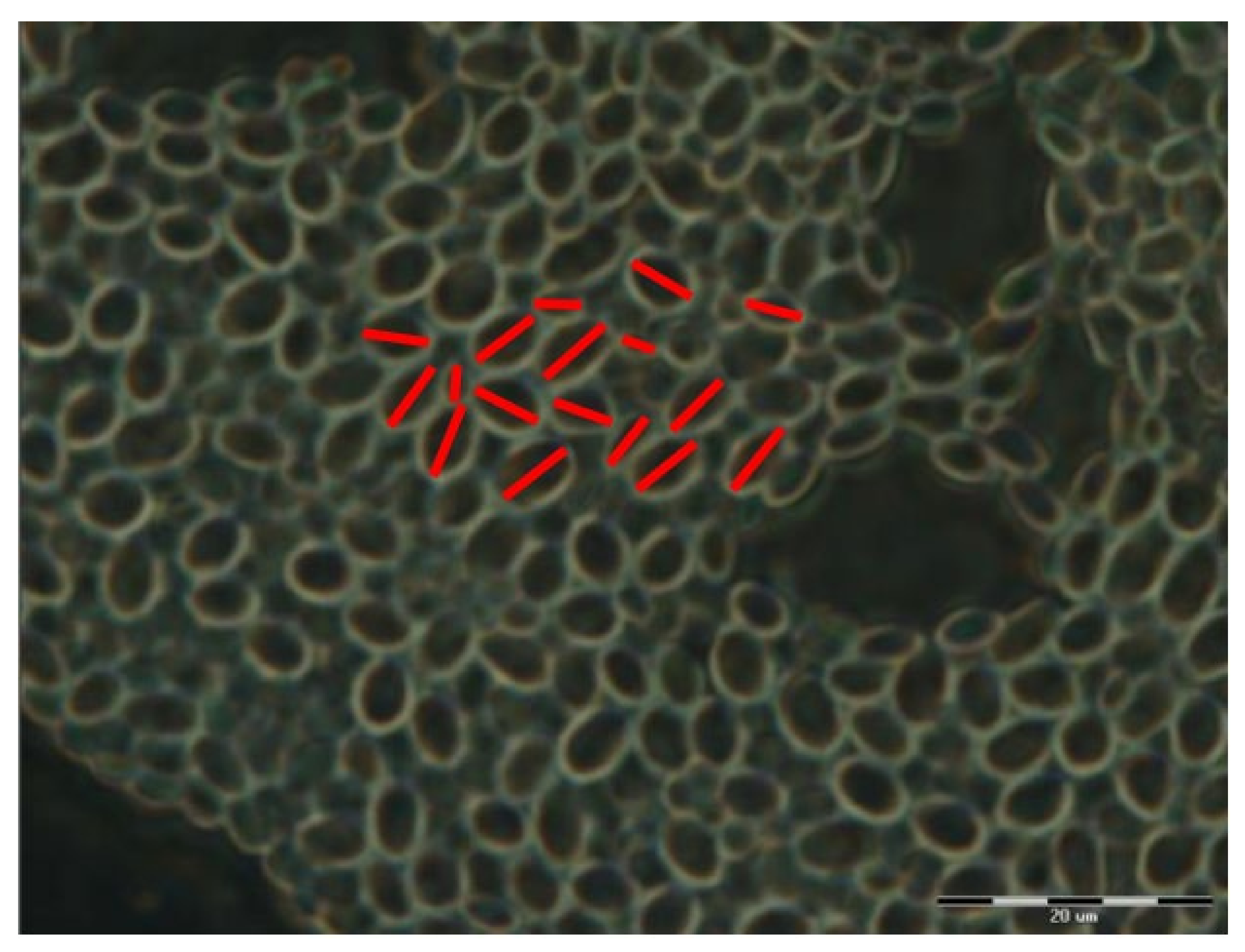 Materials 15 00006 g004 Materials 15 00006 g004