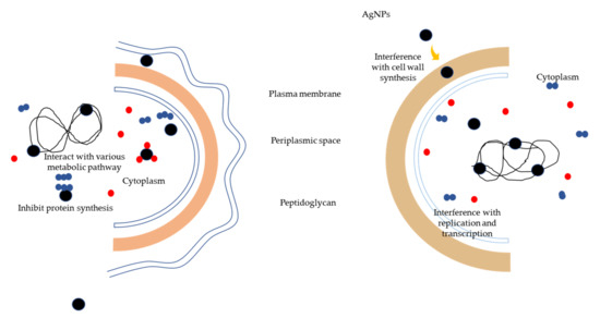 Synthesis, Characterization and Biomedical Application of