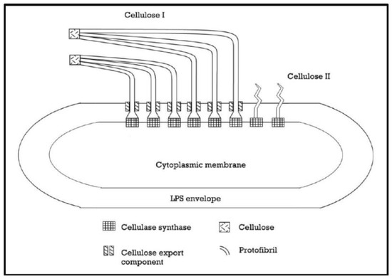 Materials Free Full Text An Overview Regarding Microbial Aspects Of Production And Applications Of Bacterial Cellulose Html