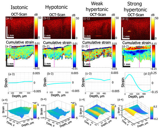 ヤマト様 Optical Coherence Elastography as a Tool for Studying