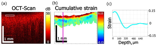 Optical Coherence Elastography as a Tool for Studying