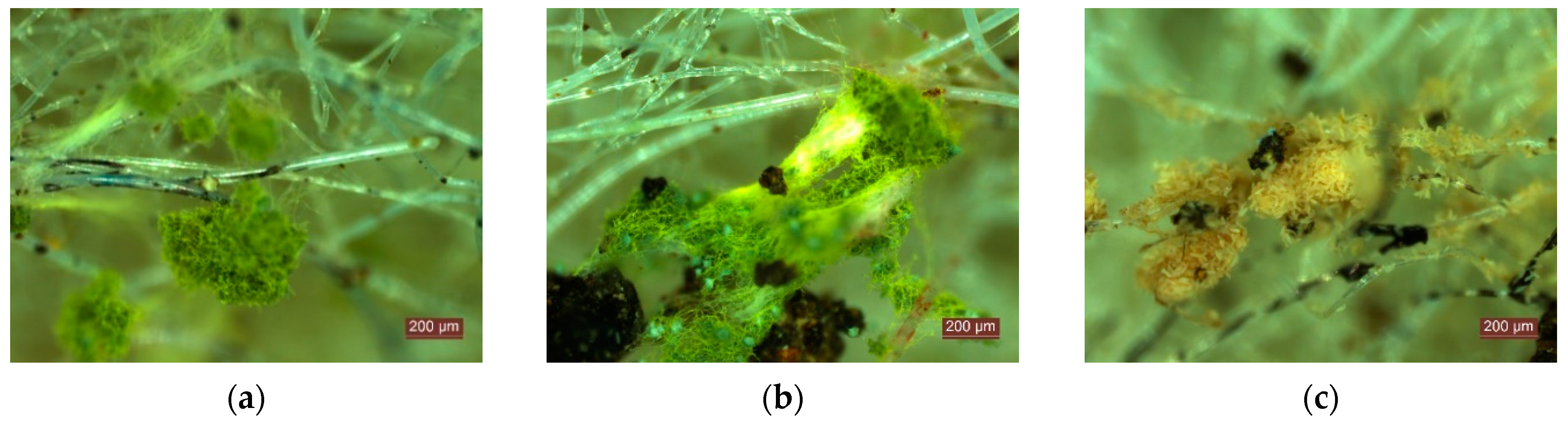 Materials 15 01348 g007a