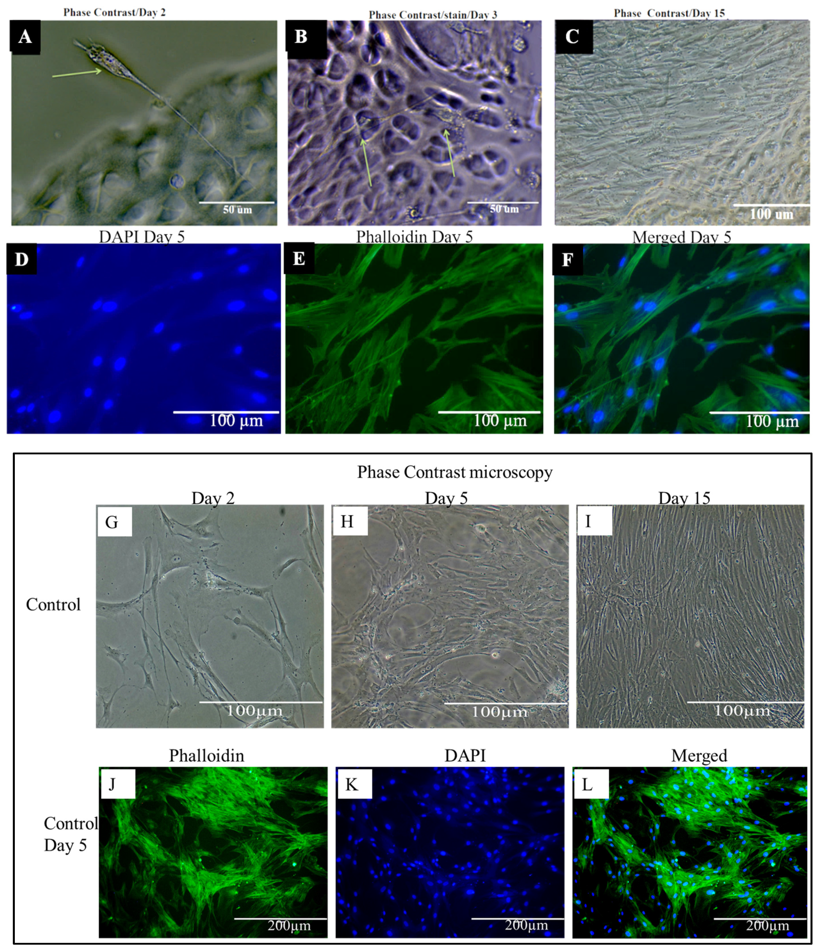 Materials 15 01974 g010 550