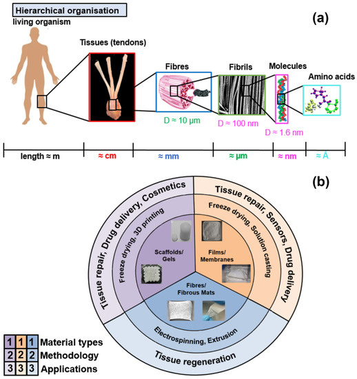 The effect of ageing on the mechanical properties of the silk of