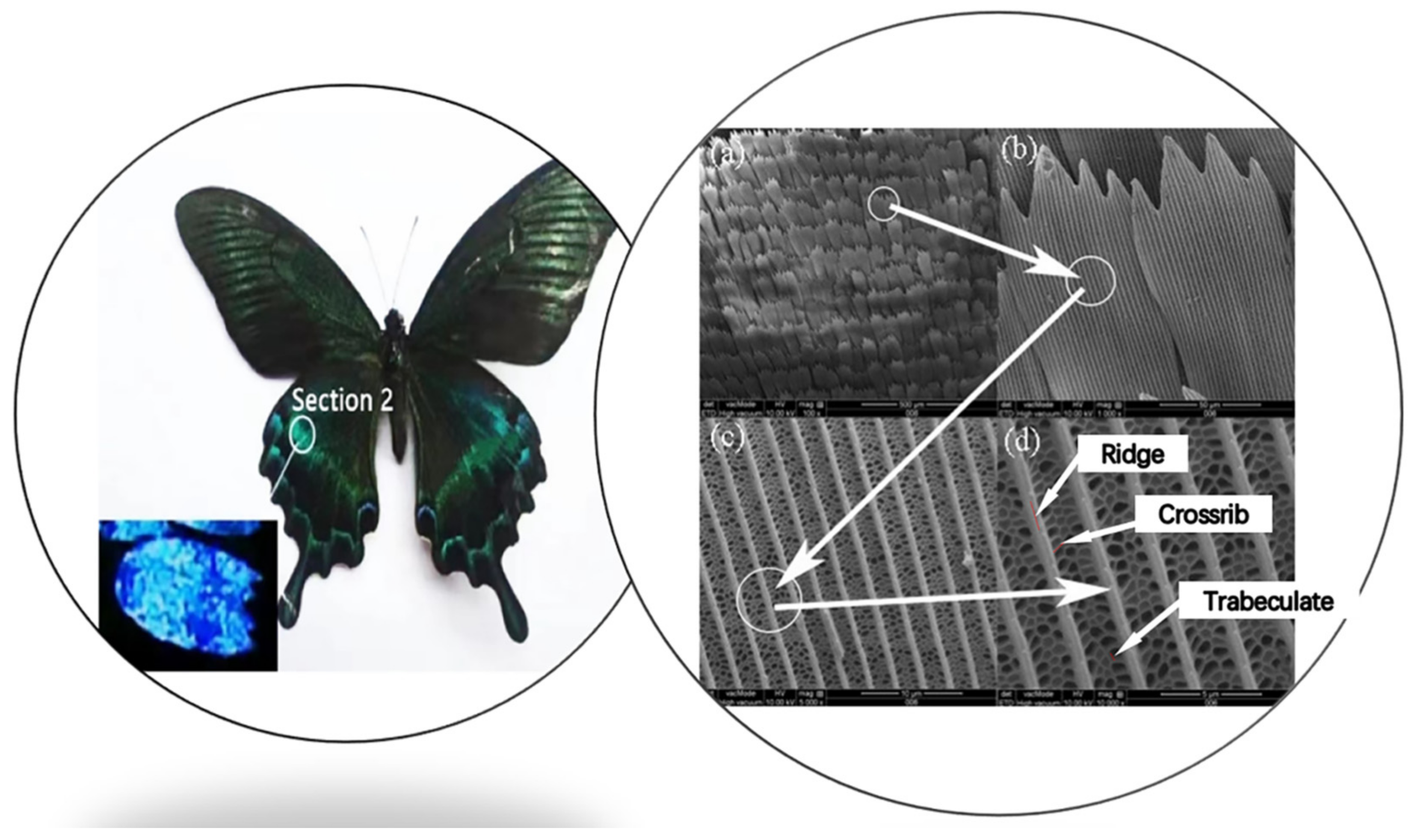 Materials 15 03334 g002 550