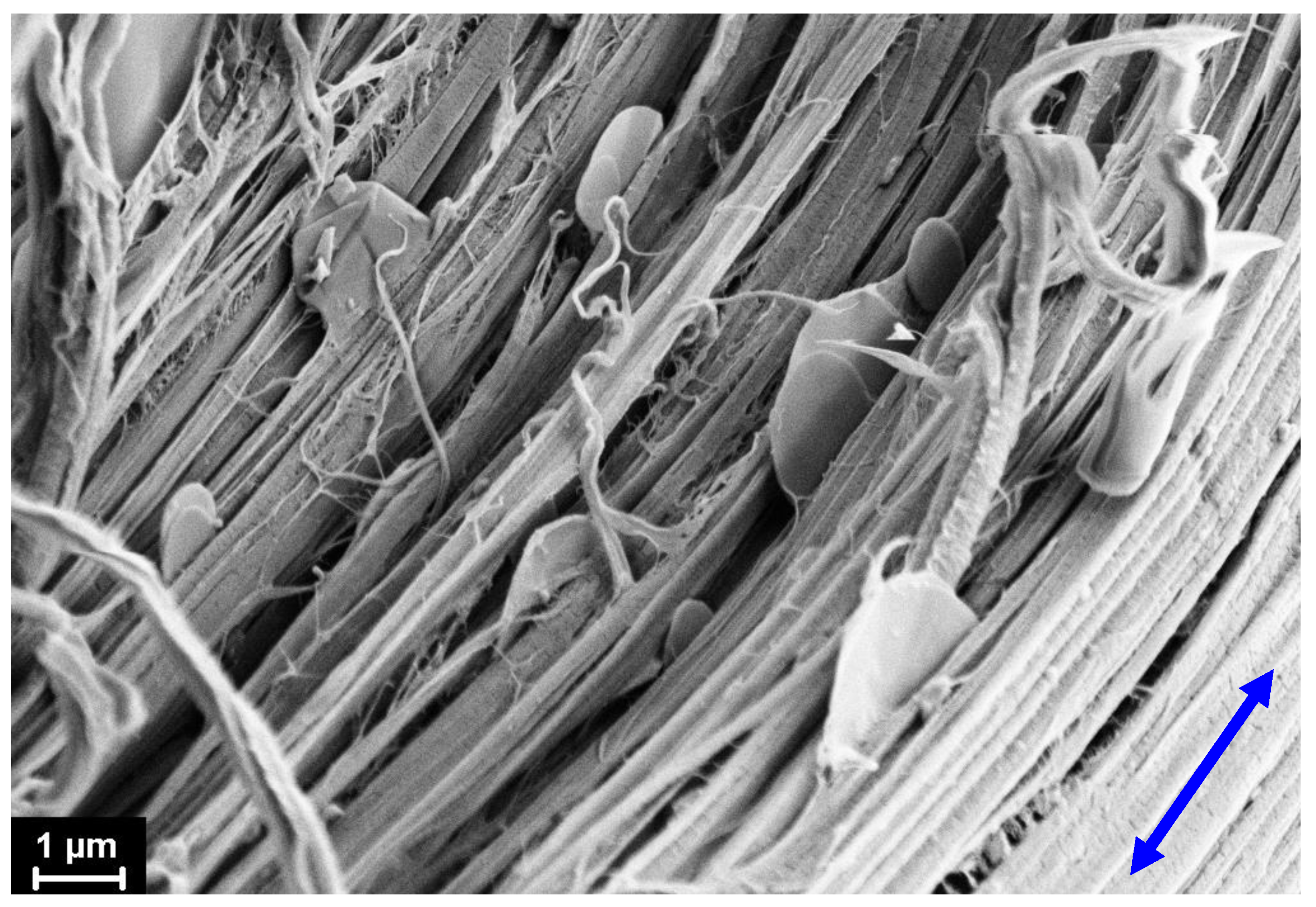 Materials 15 03531 g006 550