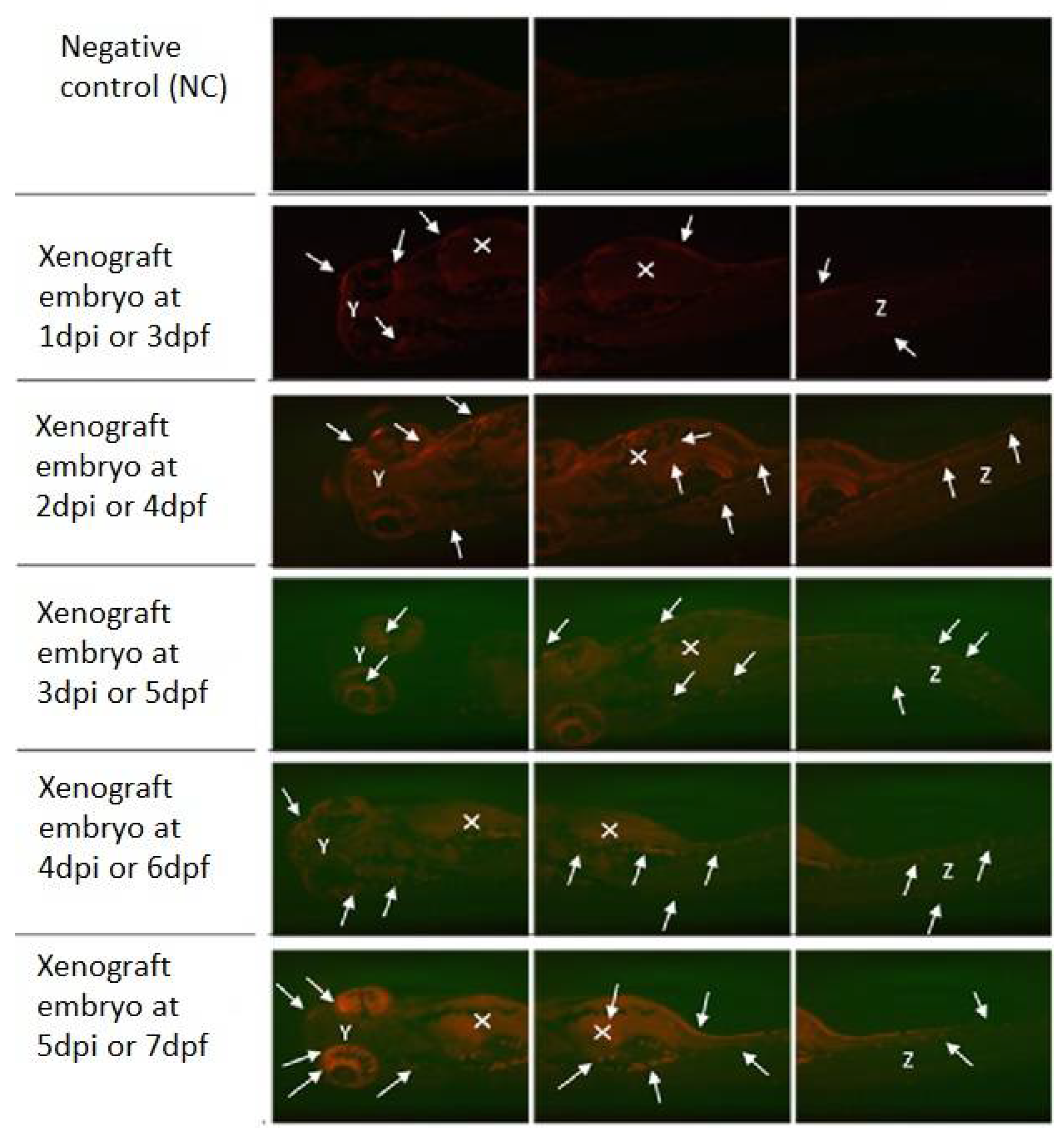 Materials 15 03960 g008 550