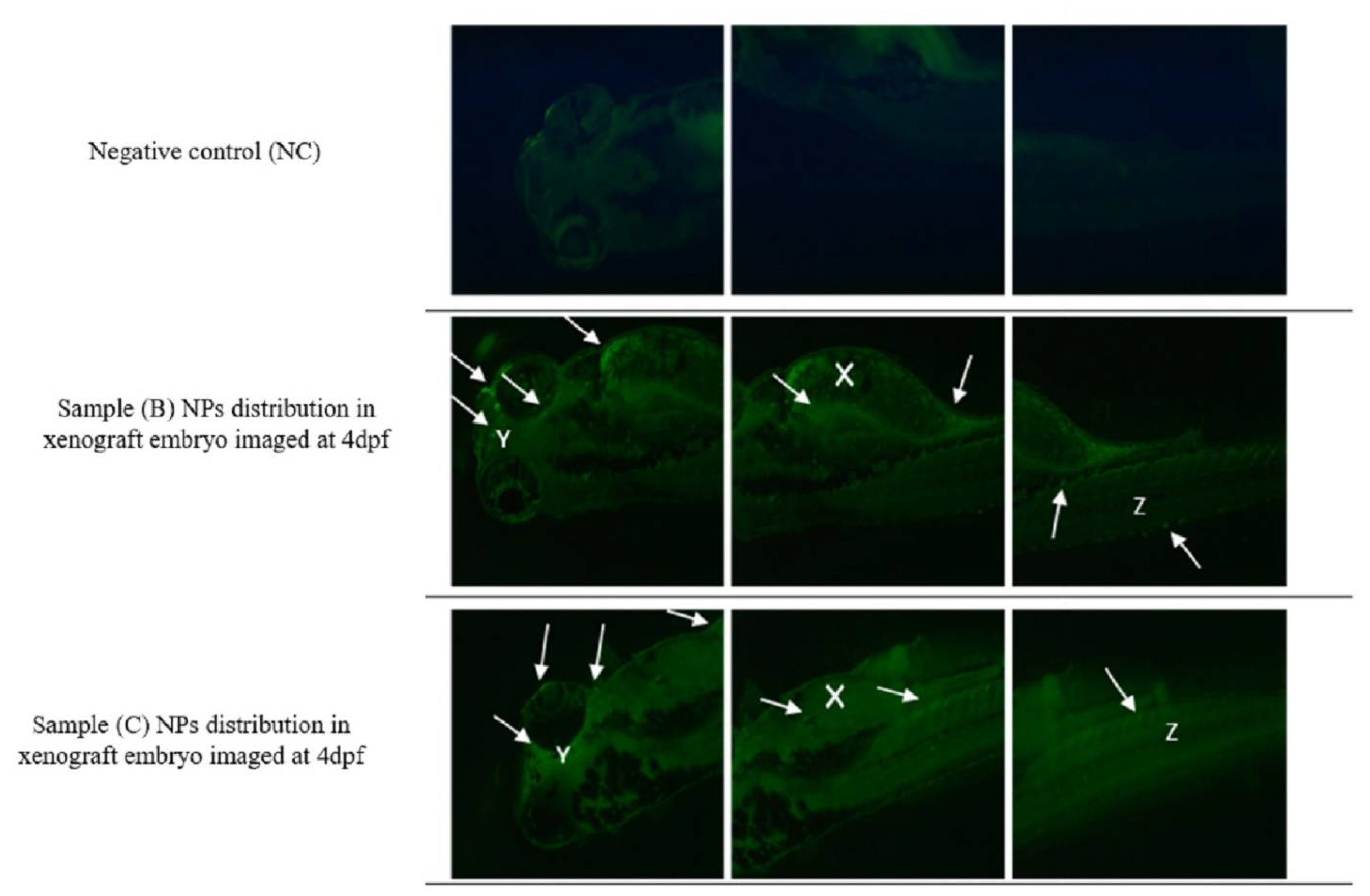 Materials 15 03960 g011 550