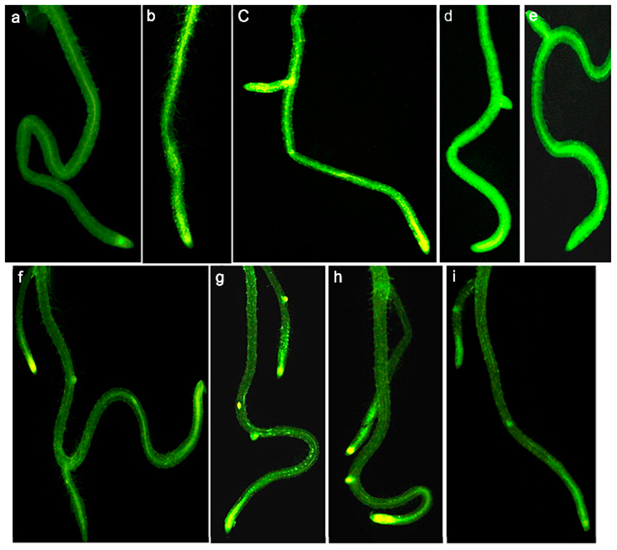 Materials 15 04539 g003 550