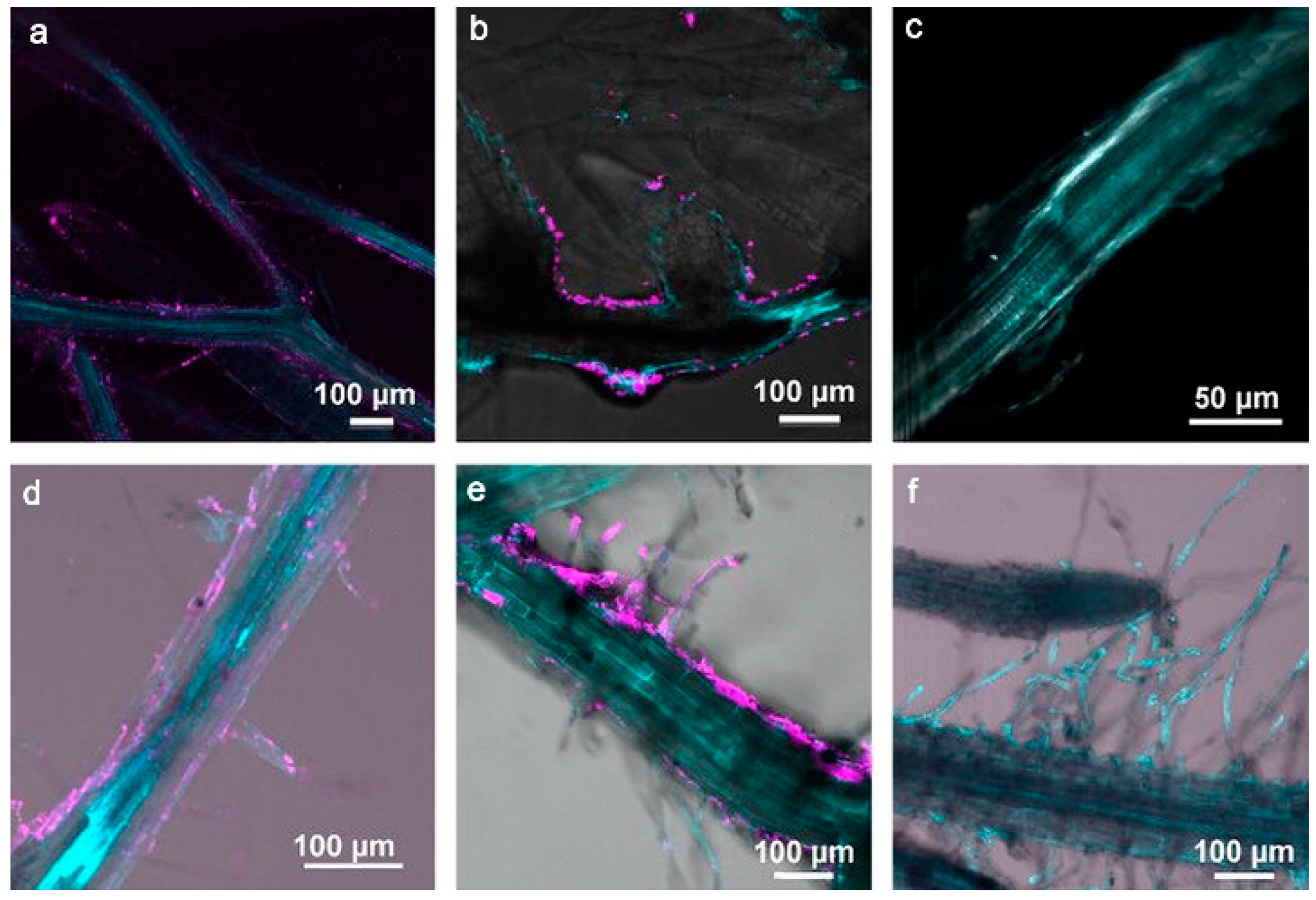 Materials 15 04539 g005 550