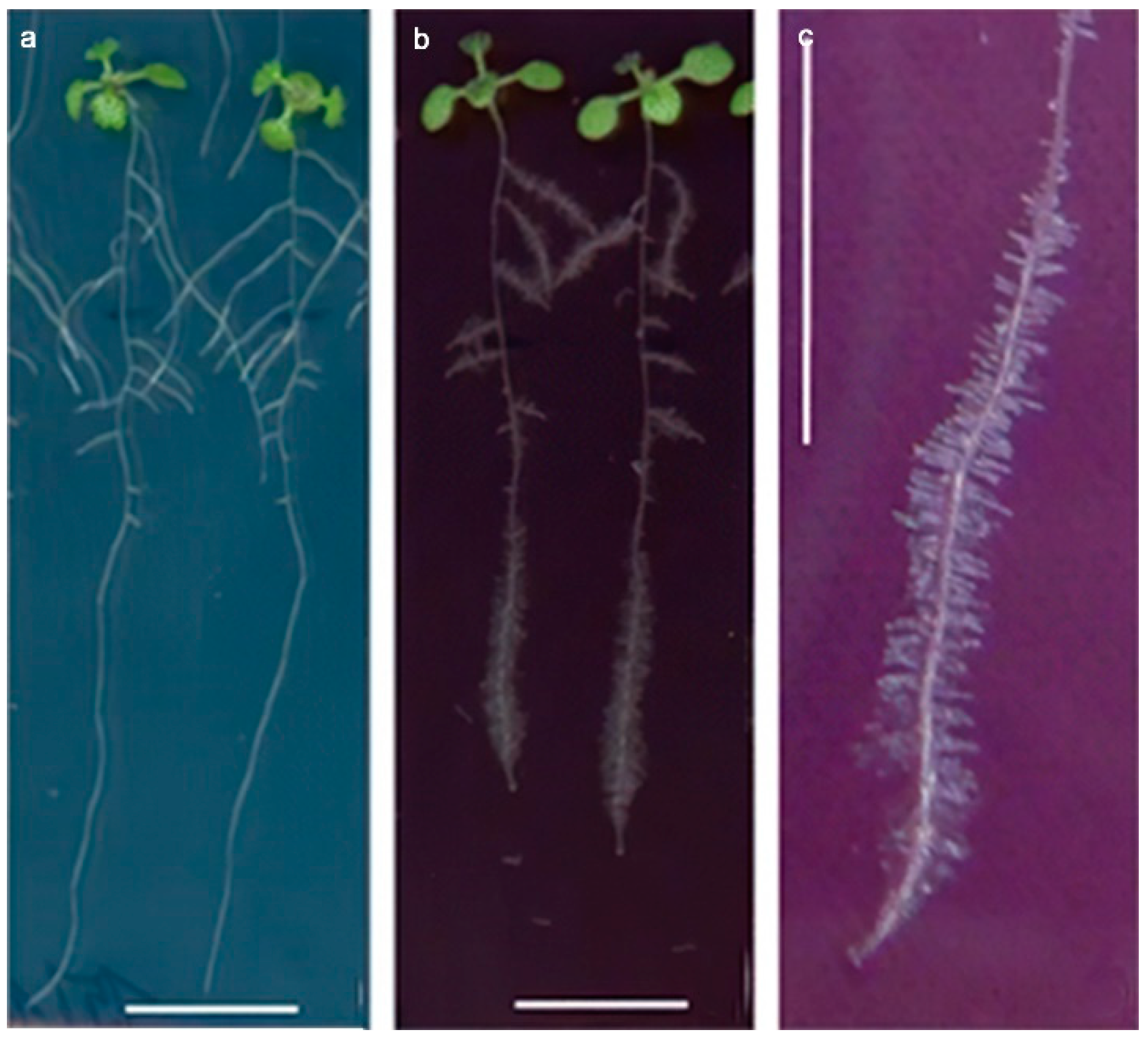 Materials 15 04539 g006 550