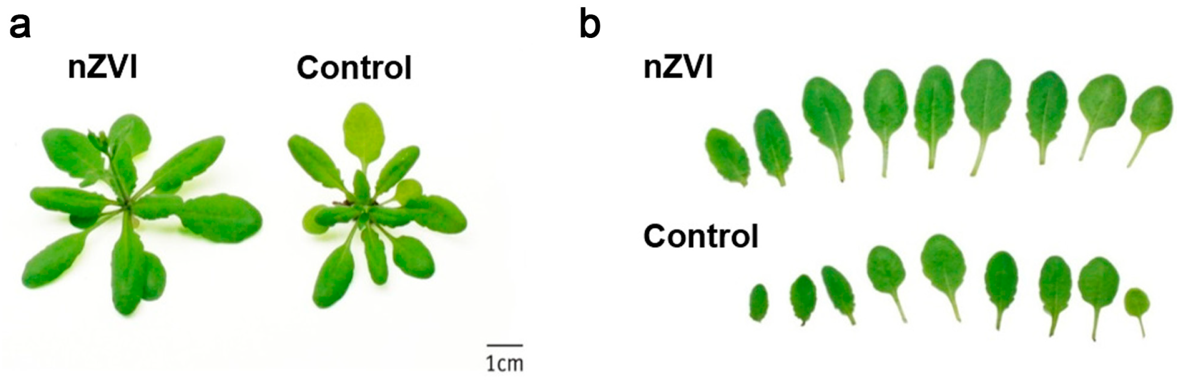 Materials 15 04539 g009 550