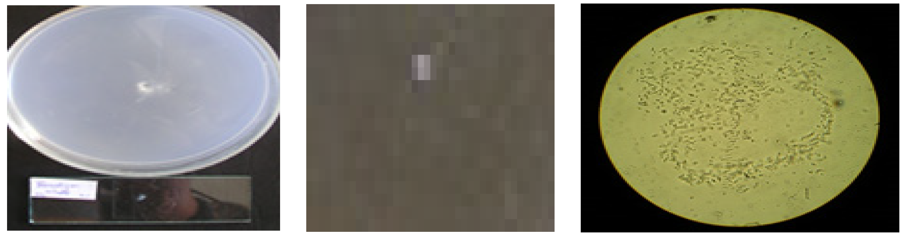 Materials 15 04868 g011 550