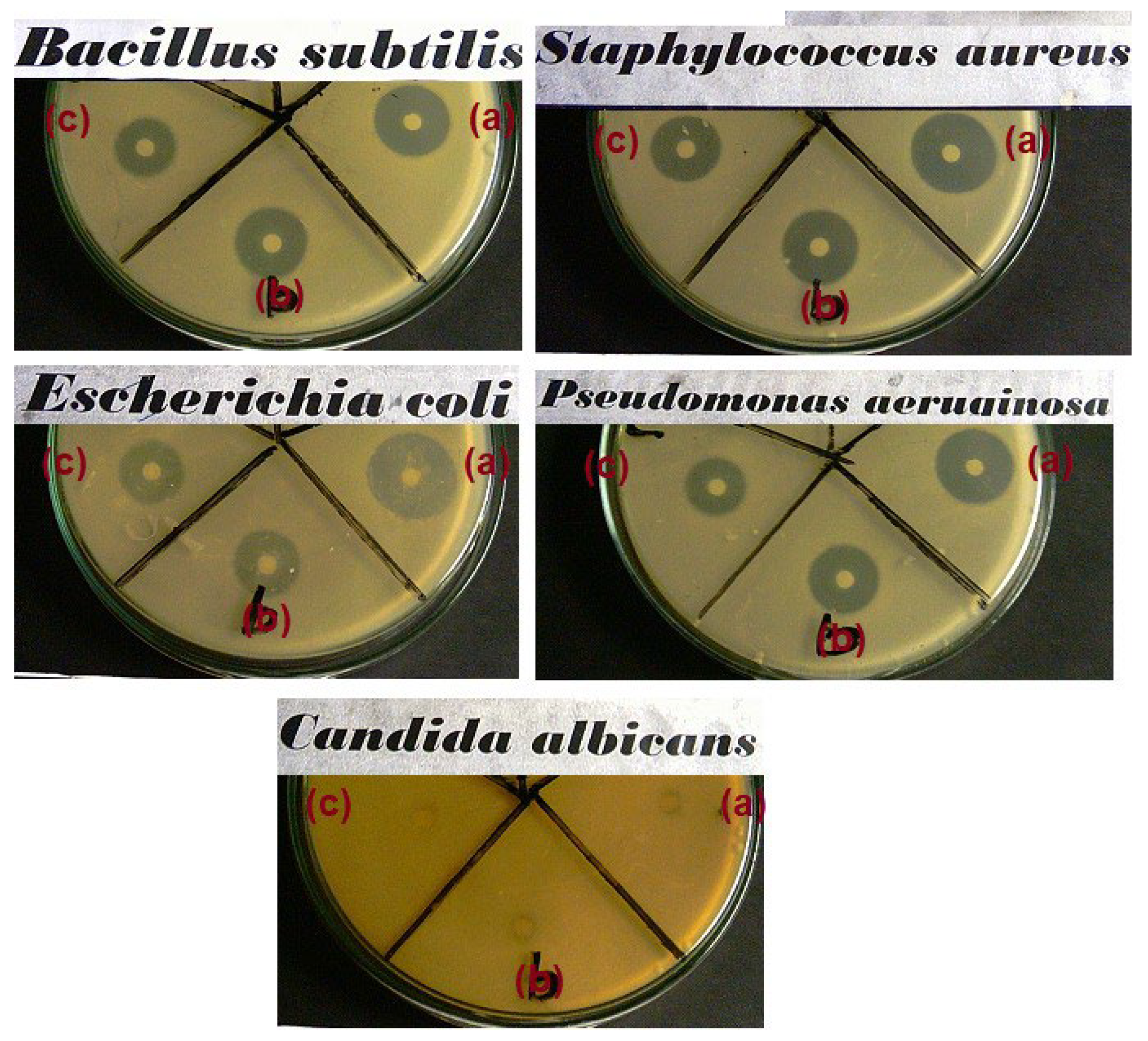 Materials 15 05789 g009 550