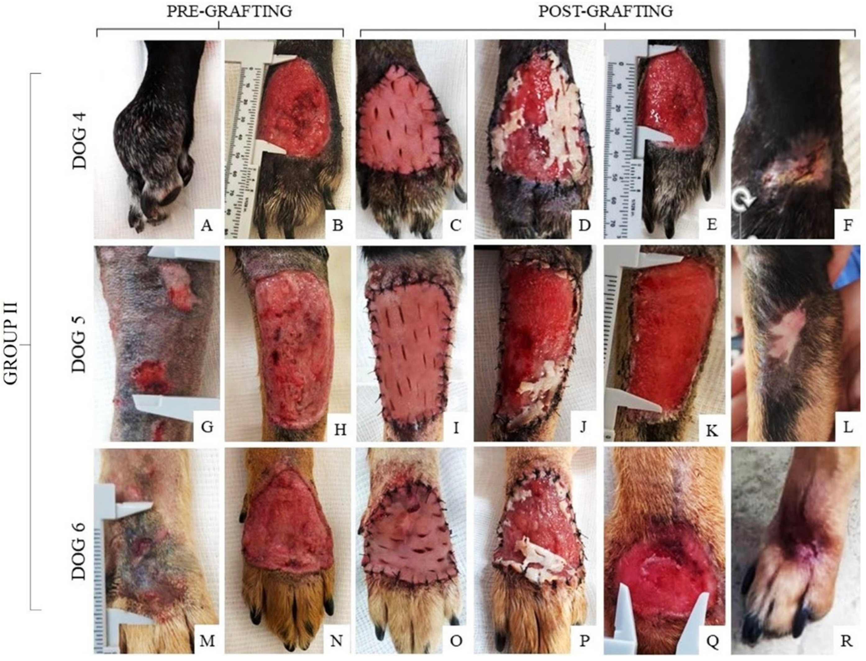 Open Wounds in Dogs - Symptoms, Causes, Diagnosis, Treatment, Recovery,  Management, Cost