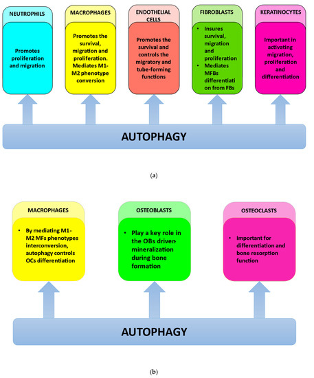 Autophagy Plays Multiple Roles in the Soft-Tissue Healing and ...