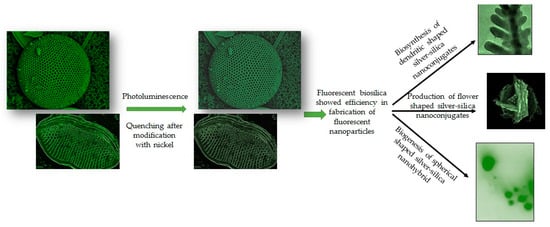 Mesophases of (Bio)Polymer–Silica Particles Inspire a Model for Silica  Biomineralization in Diatoms - Vrieling - 2002 - Angewandte Chemie - Wiley  Online Library