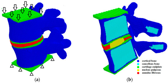 Development of a Computational Model of the Mechanical Behavior of