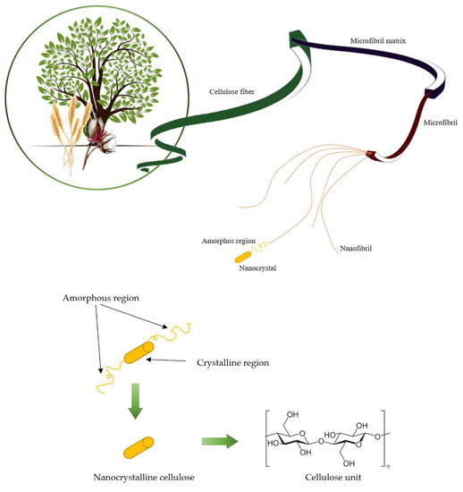 Nano Cellulose Vehicle highlights potential of plants, News