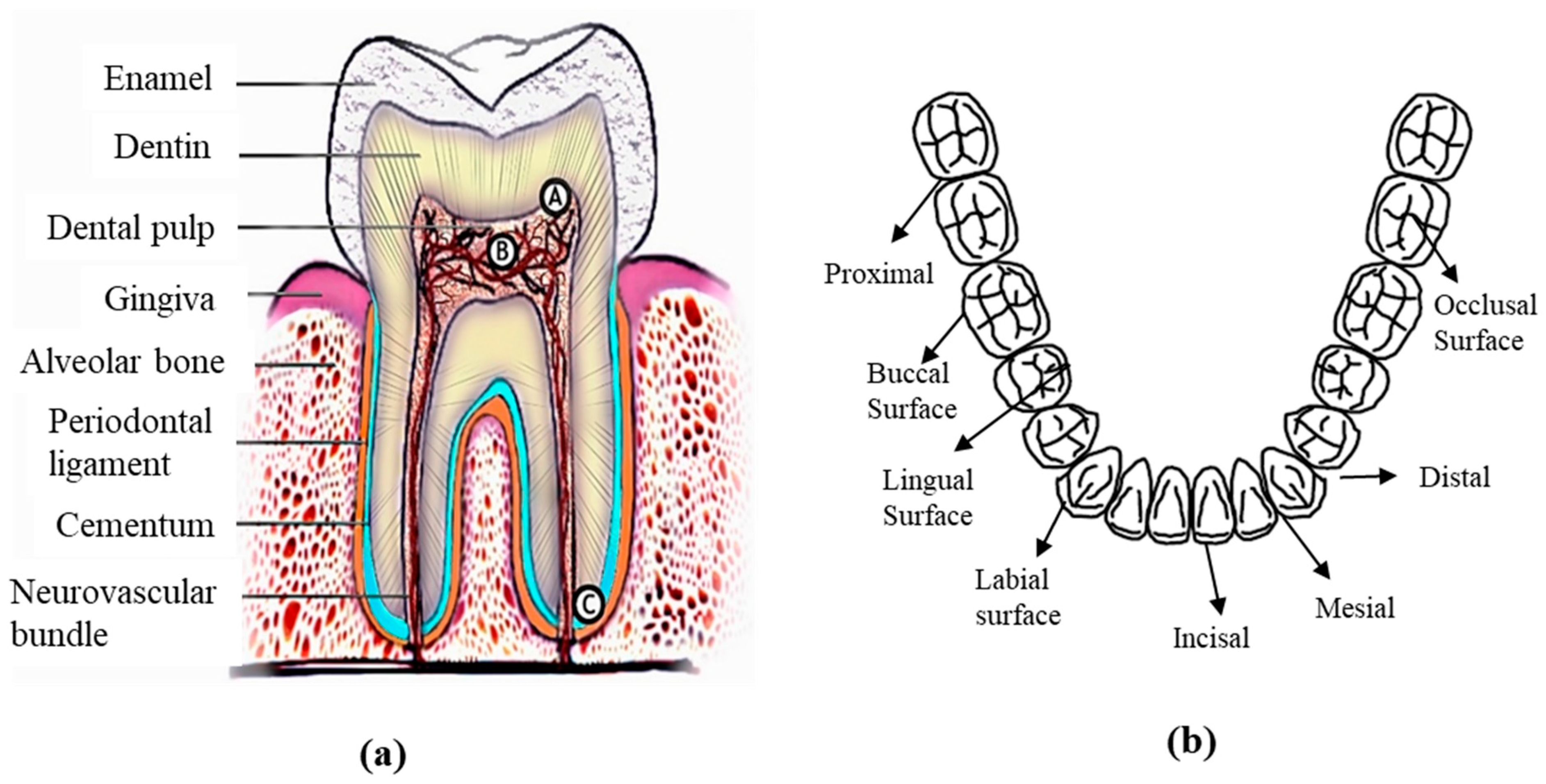 Materials | Free Full-Text | Metallic Dental Implants Wear 