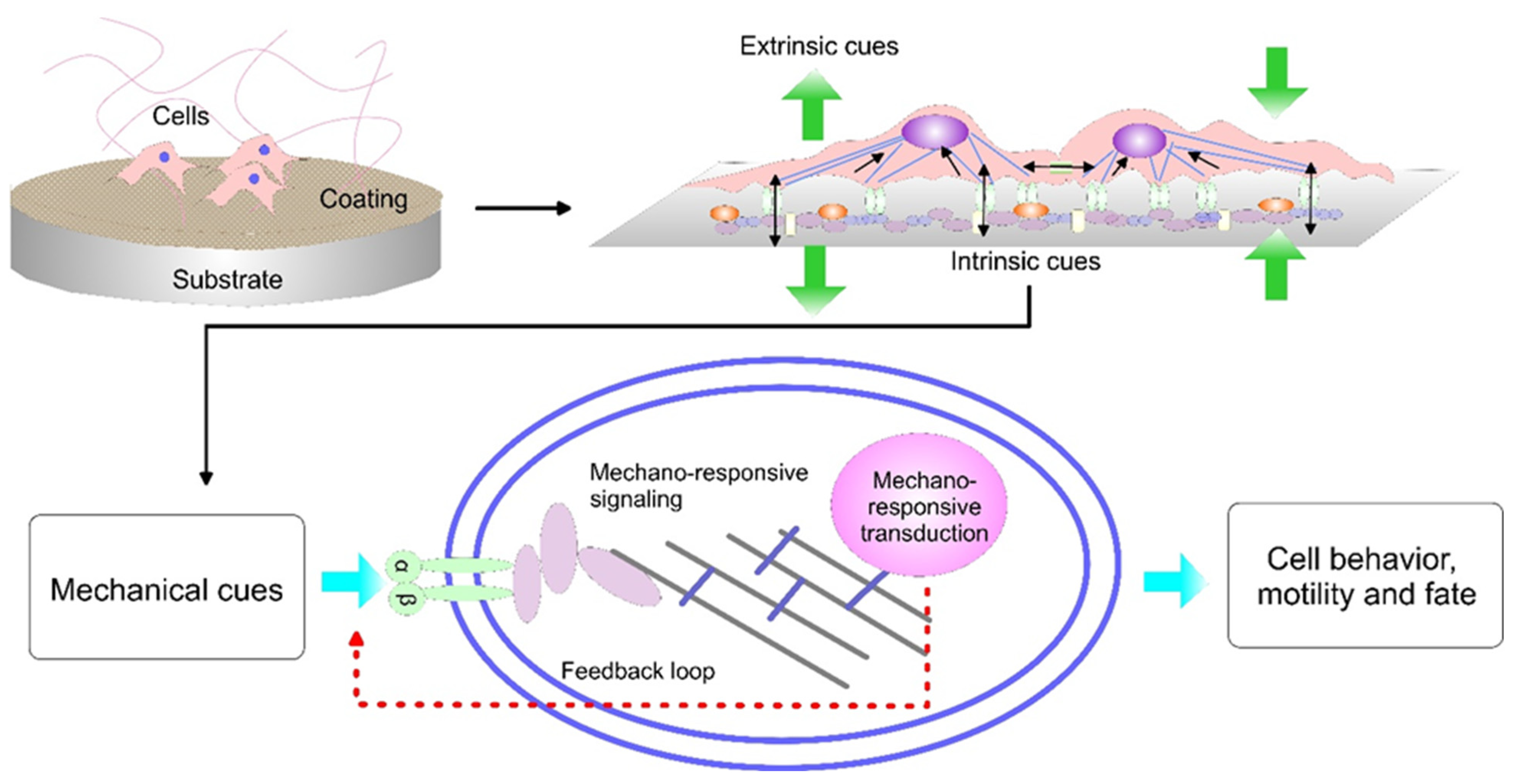 Progress in Niobium Oxide-Containing Coatings for Biomedical