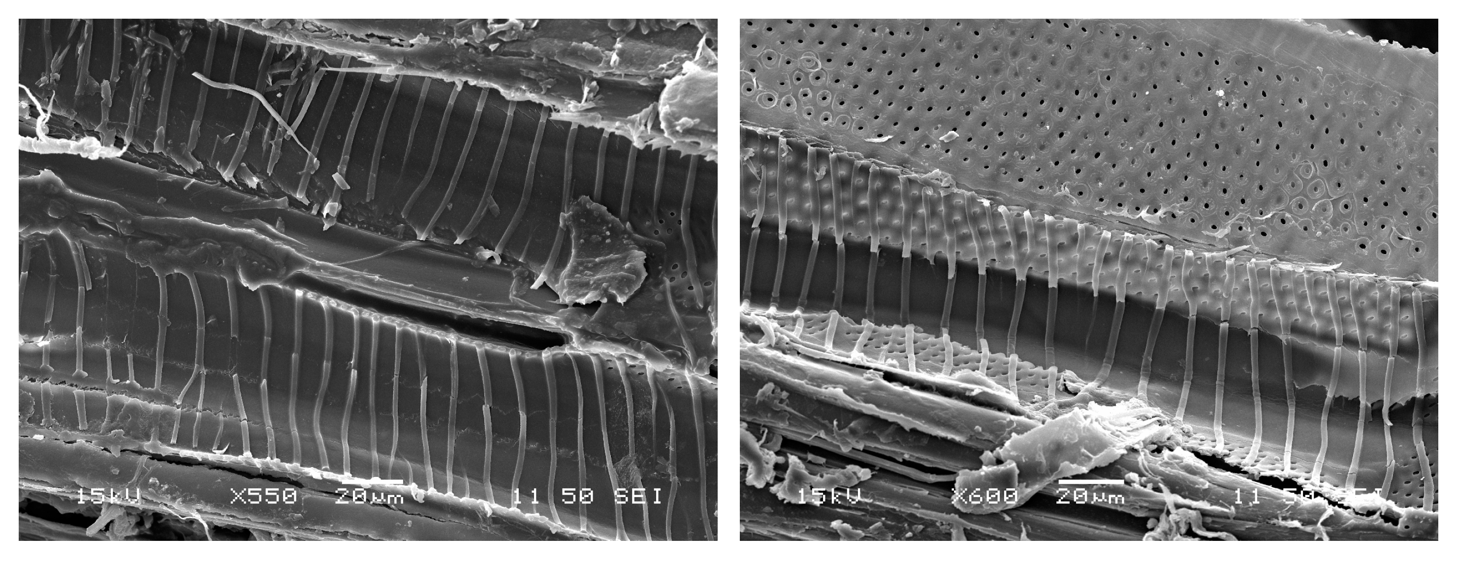 Materials 16 00331 g007 550