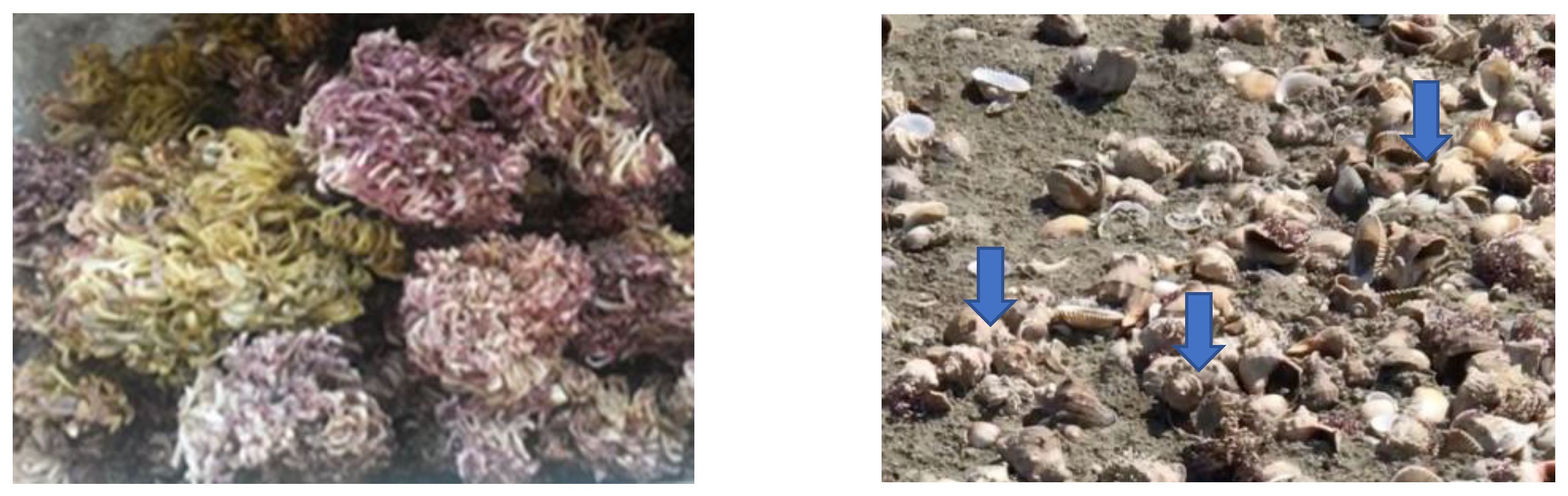 Materials 16 00525 g001