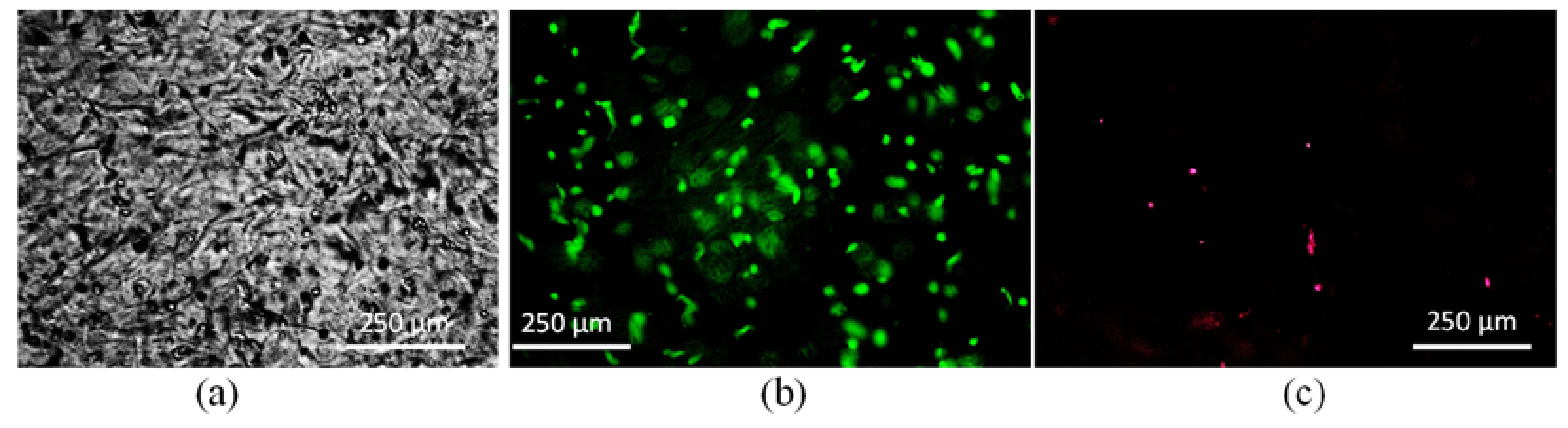 Materials 16 00572 g017 Materials 16 00572 g017