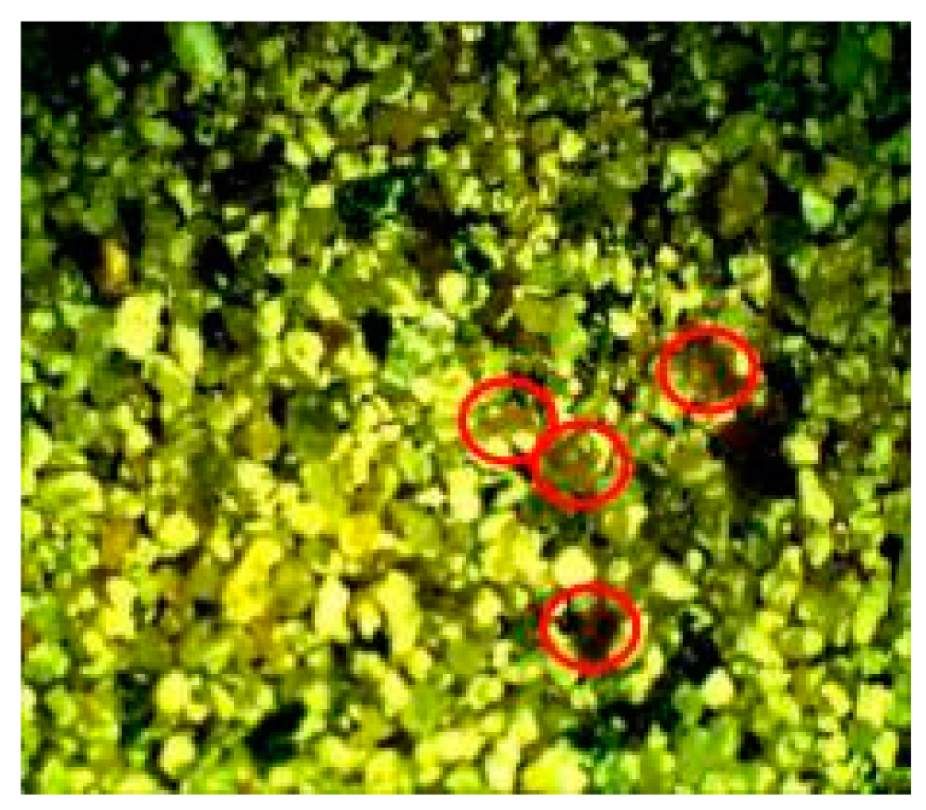 Materials 16 00642 i002