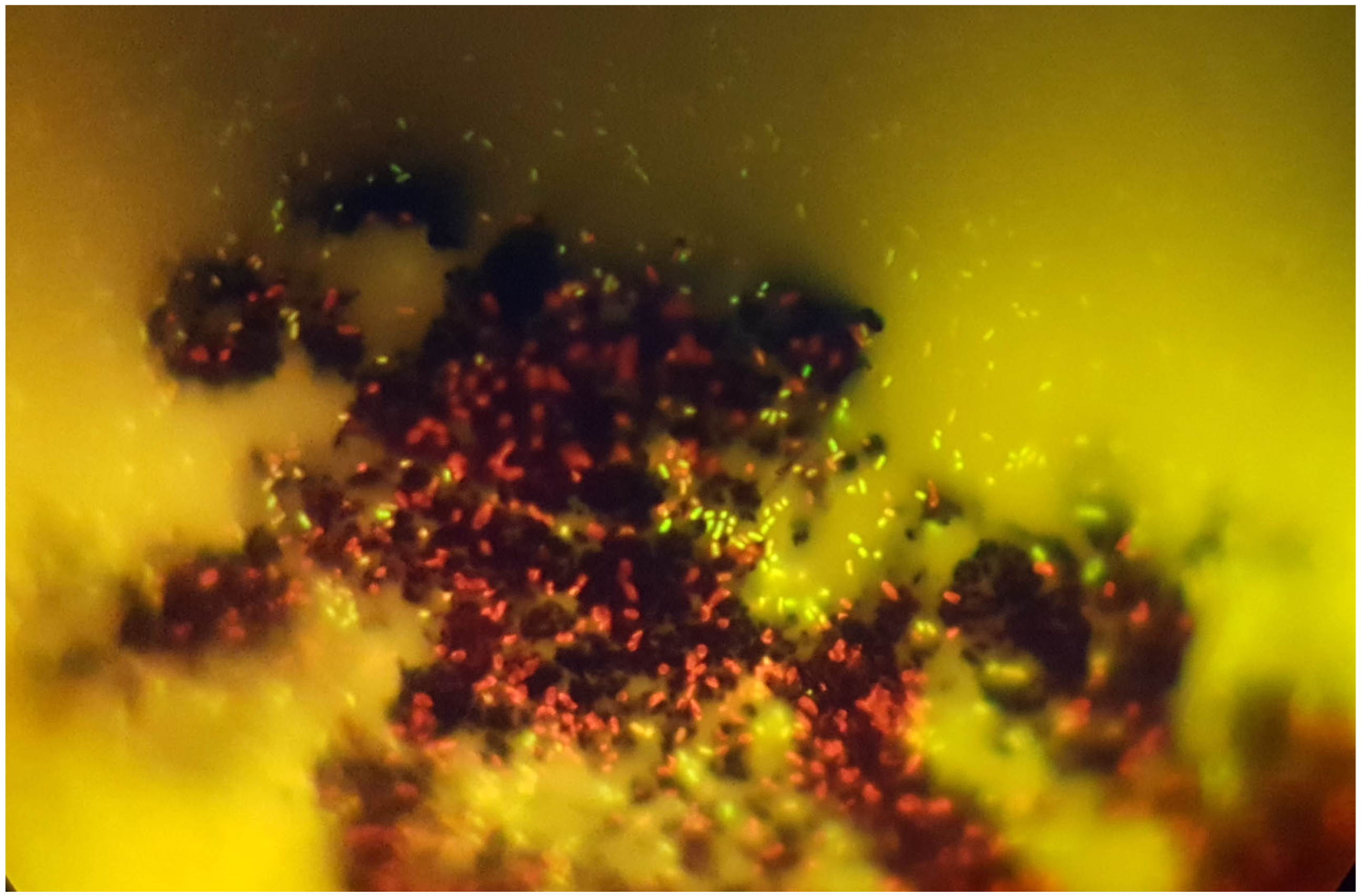 Materials 16 00957 g013