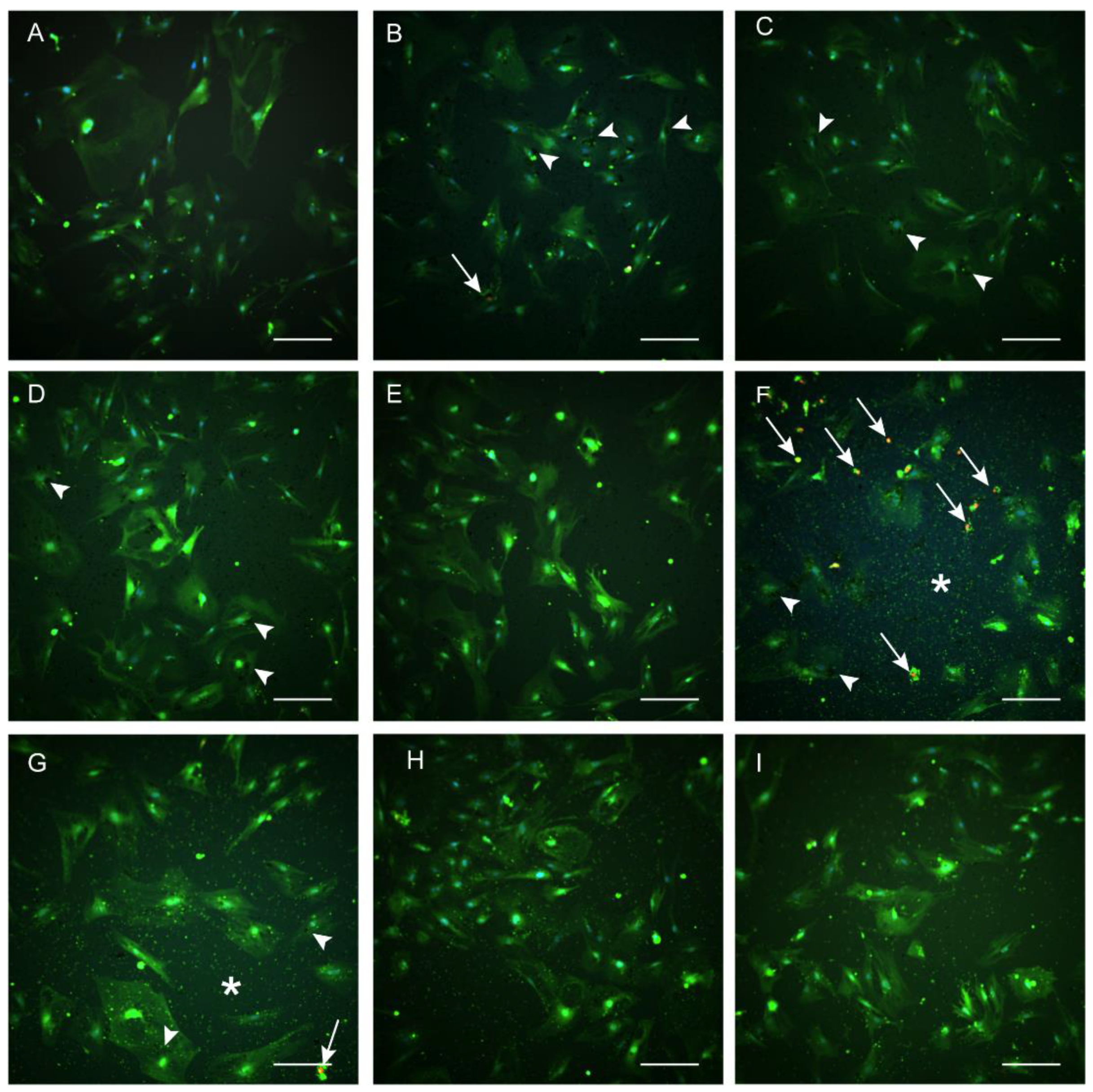 Materials 16 01034 g008
