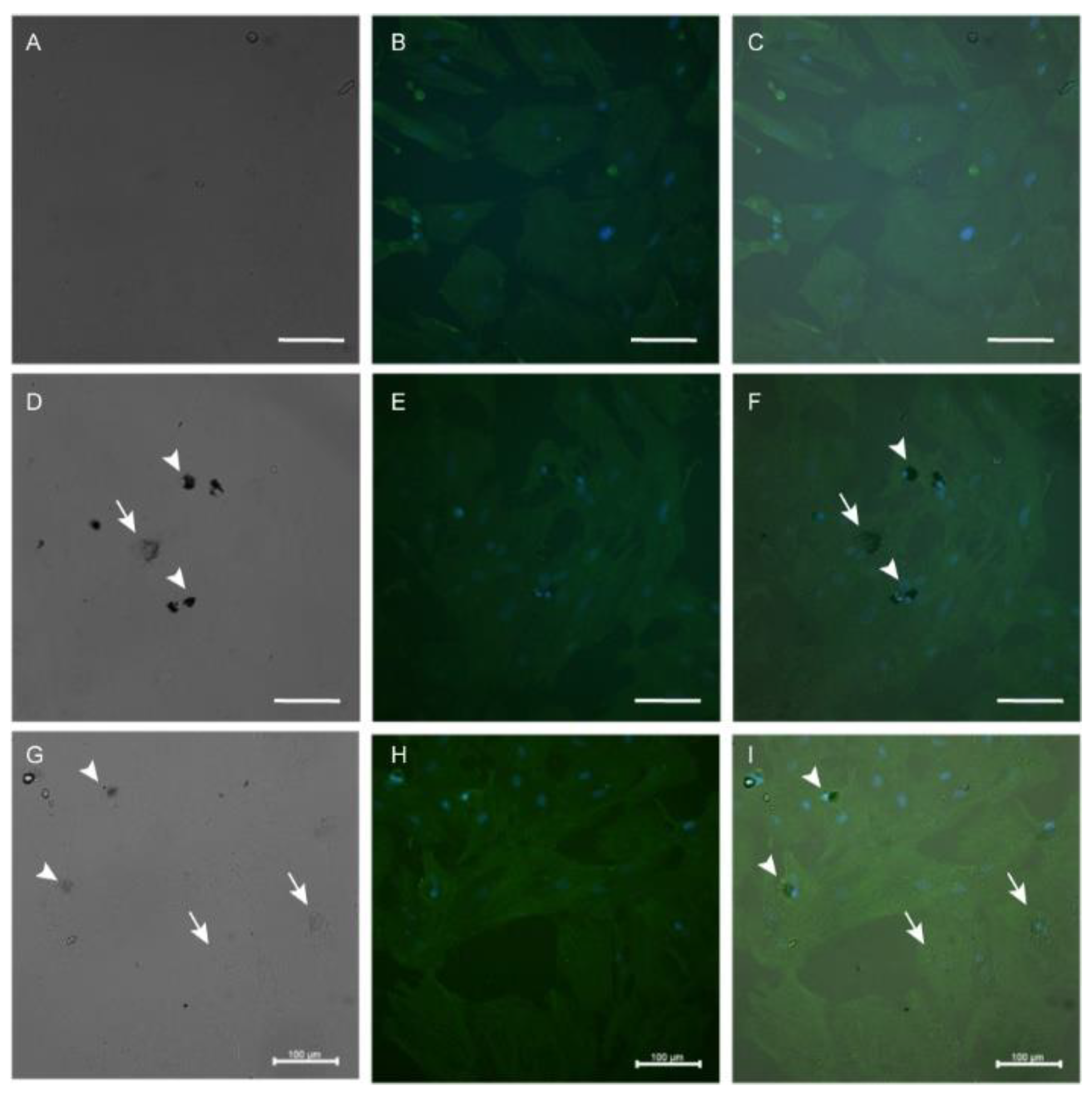 Materials 16 01034 g009