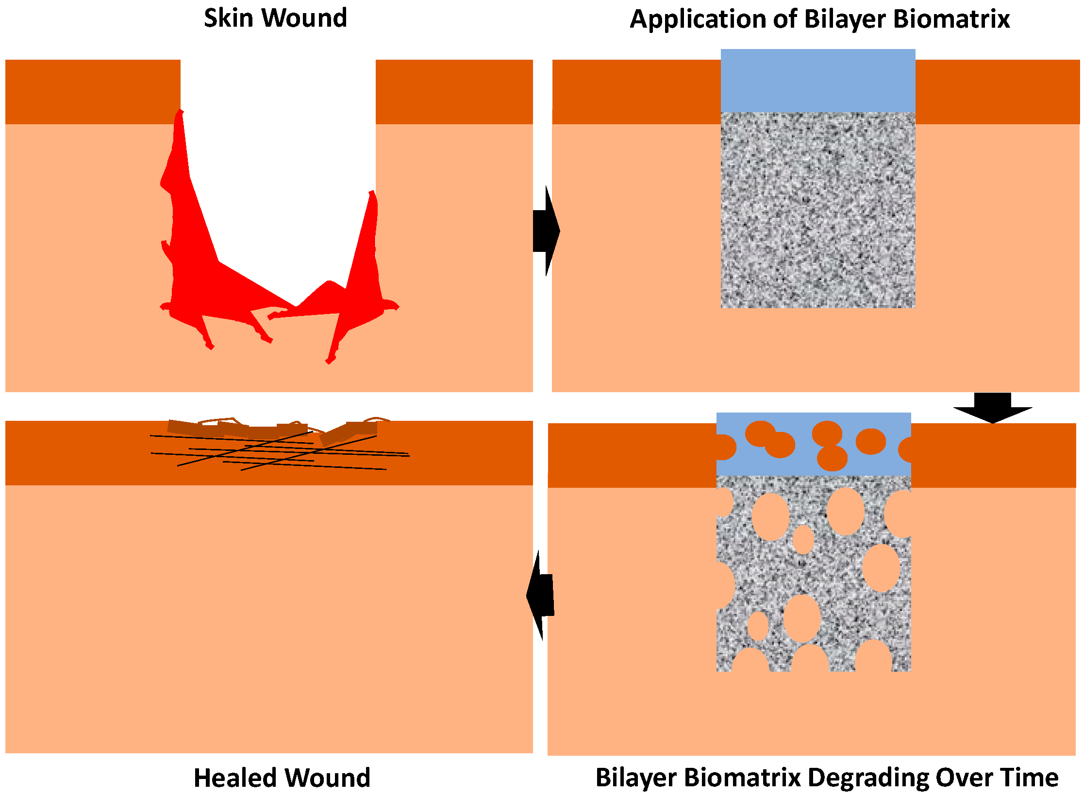 送料無料 ギフト Hybrid Dual-Layer of Characterization Biomatrix Future for Box/デッキ/パック