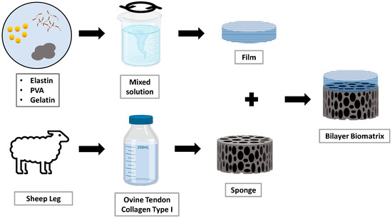 Characterization of Dual-Layer Hybrid Biomatrix for Future Use in