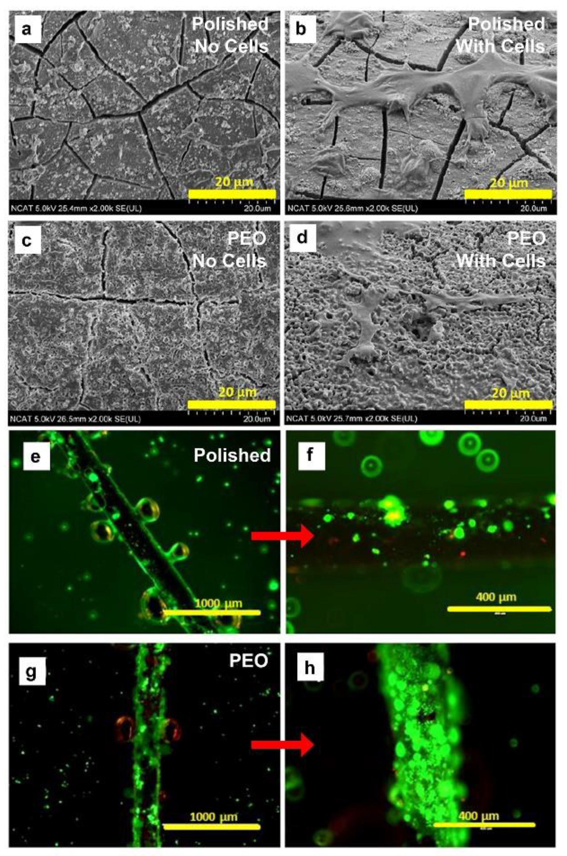 Materials 16 01195 g005