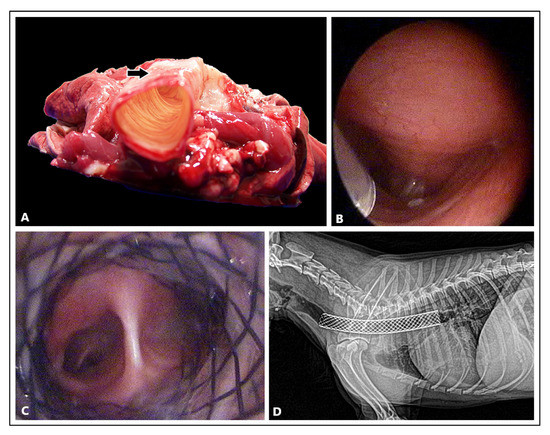 Tracheal stent 2025 surgery for dogs