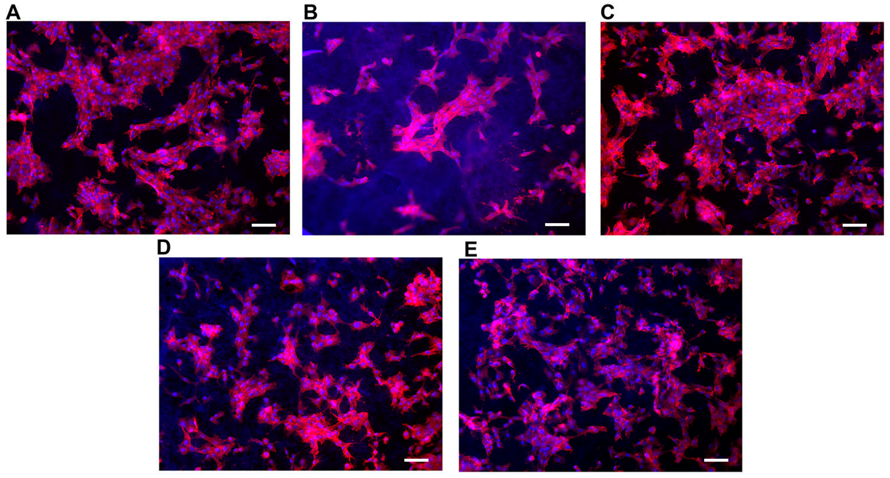 Materials 16 01539 g006 550