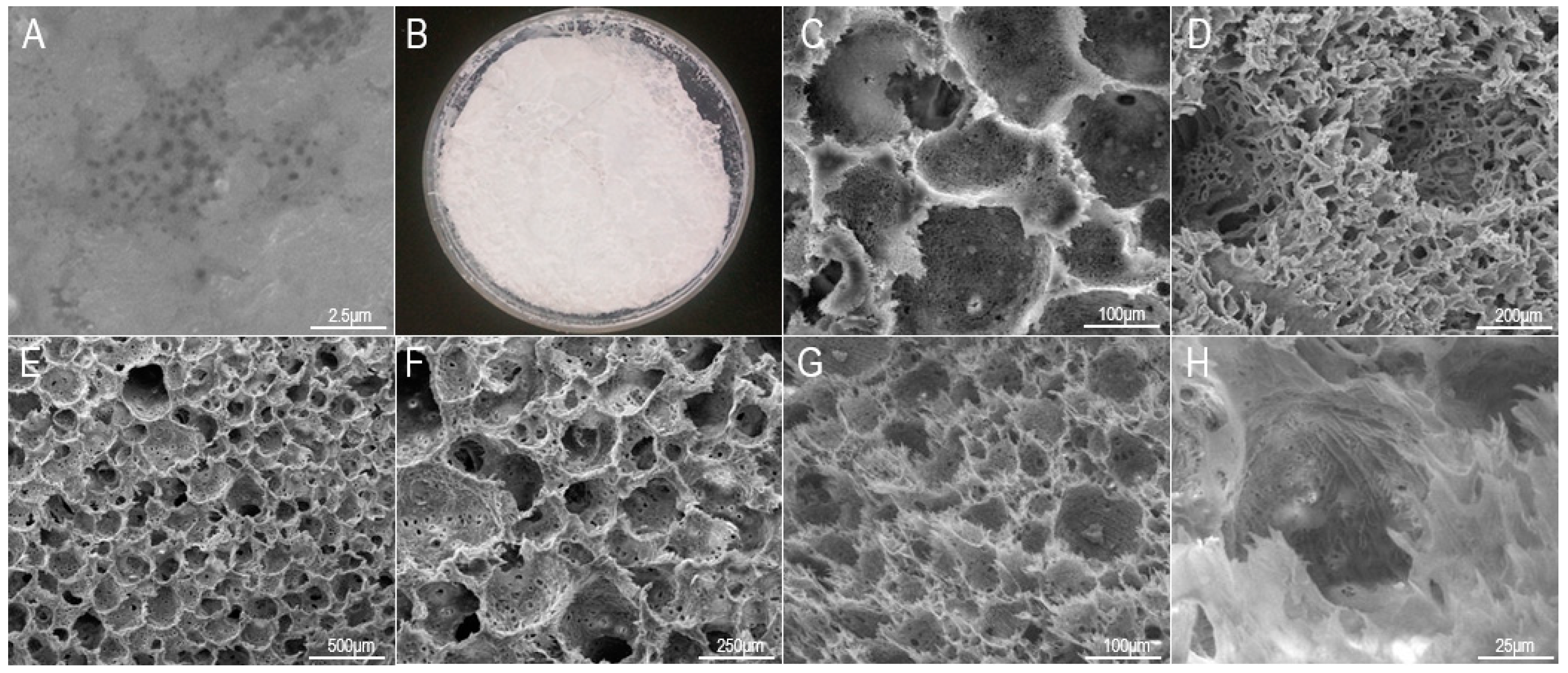 Materials 16 01937 g004