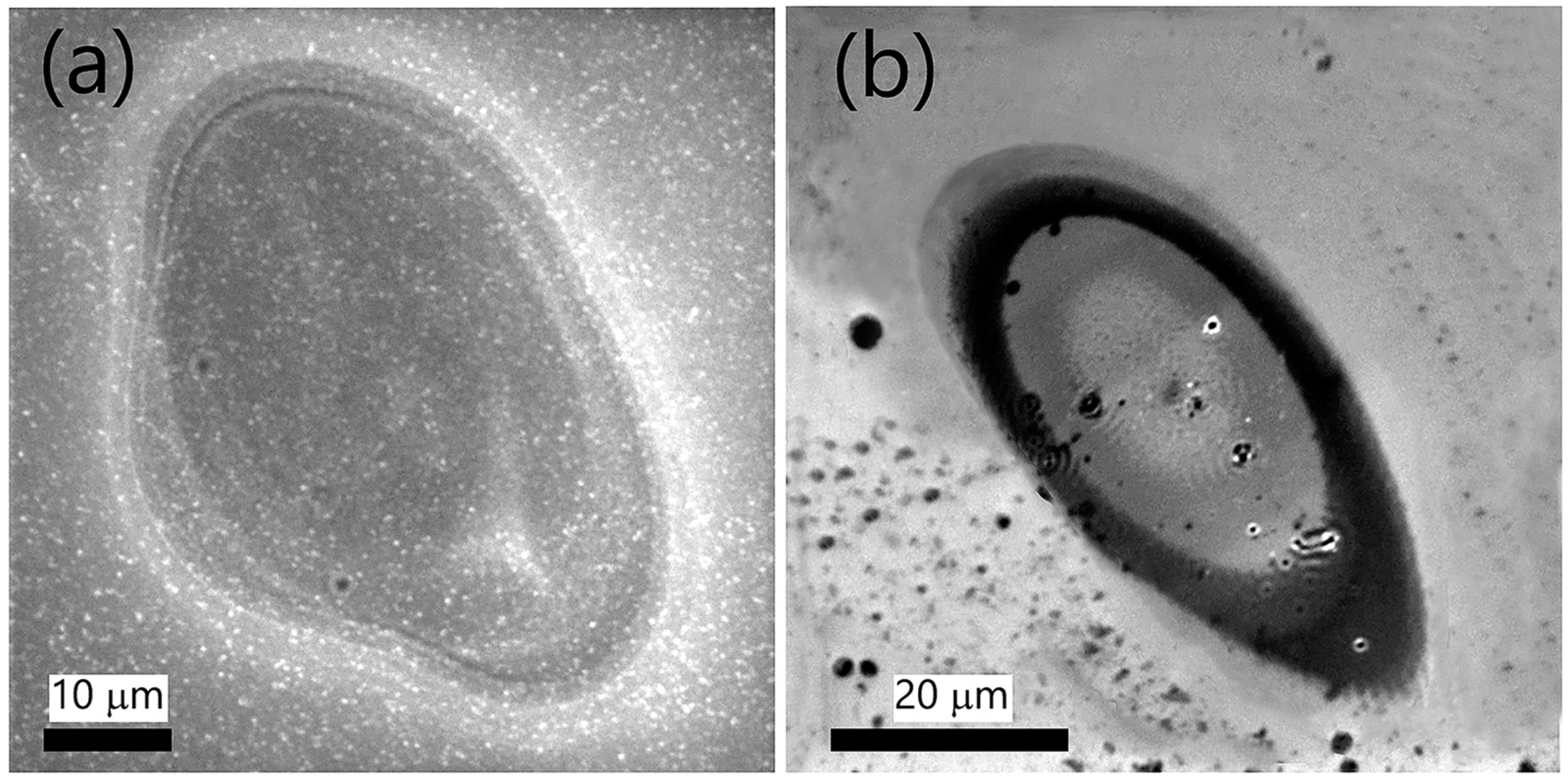 Materials 16 02184 g003 Materials 16 02184 g003