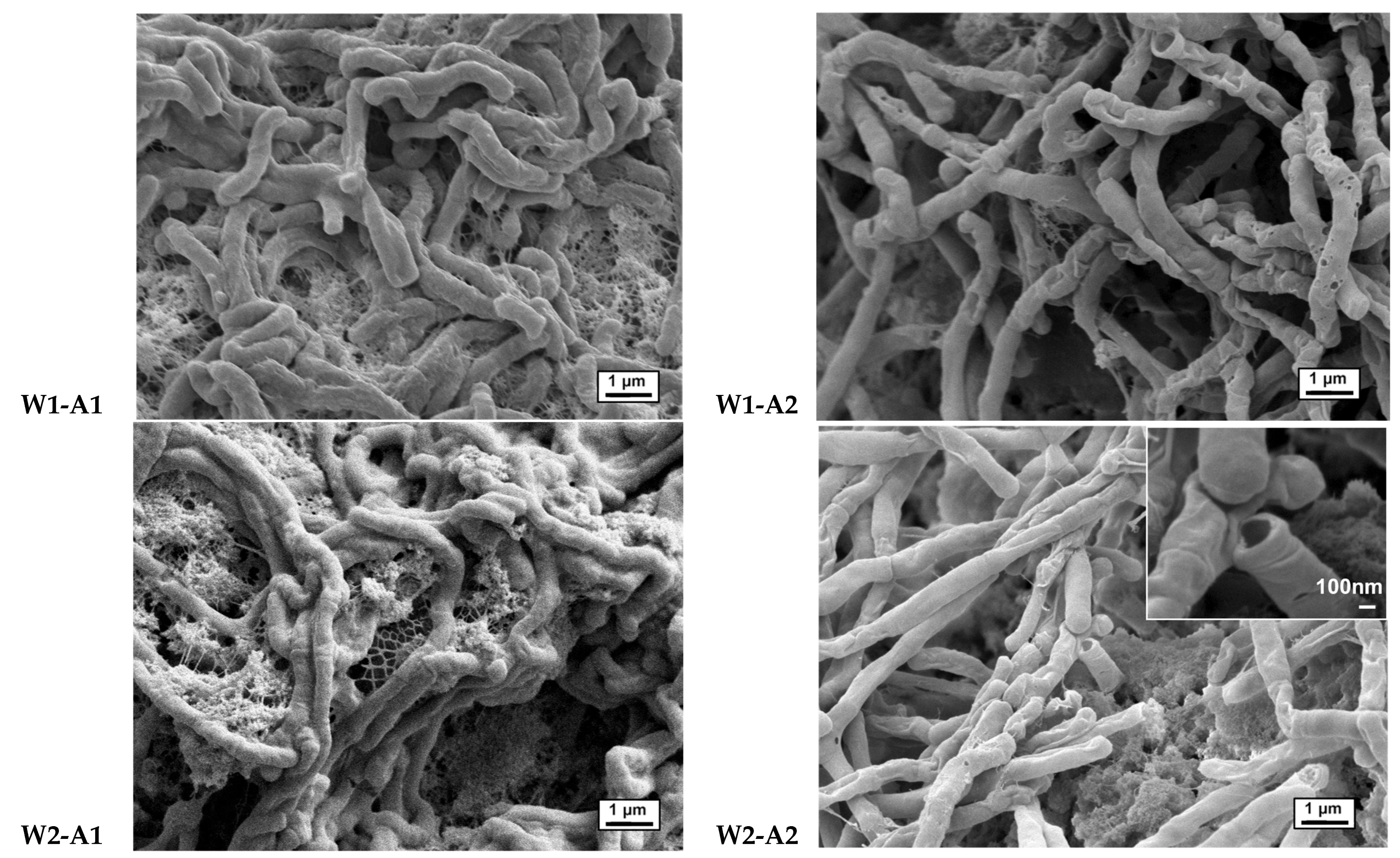 Materials 16 02831 g005